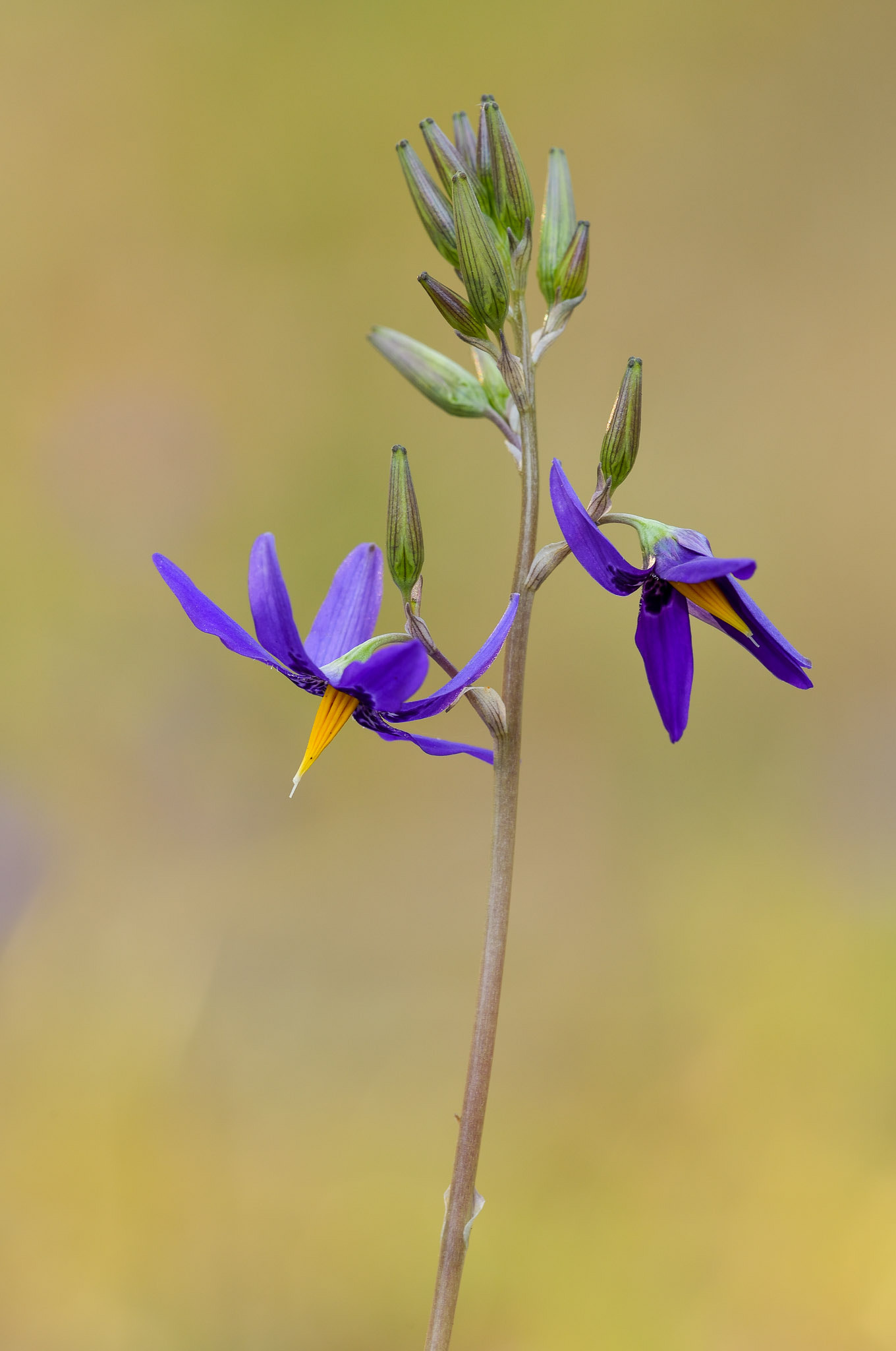 Nikon D800 + Nikon AF Micro-Nikkor 200mm F4D ED-IF sample photo. Flor de la viuda photography