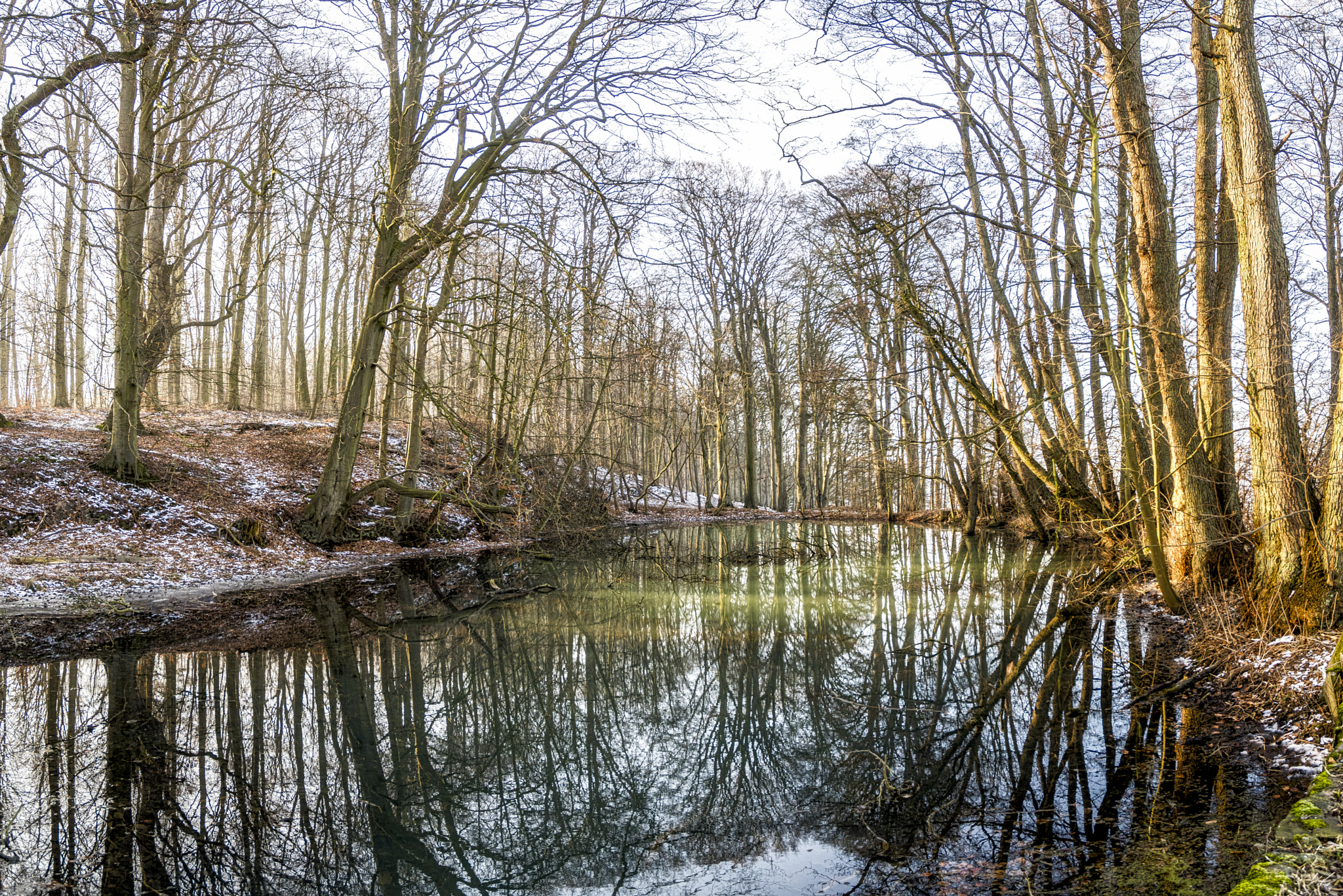 Nikon D500 sample photo. Forest lake photography