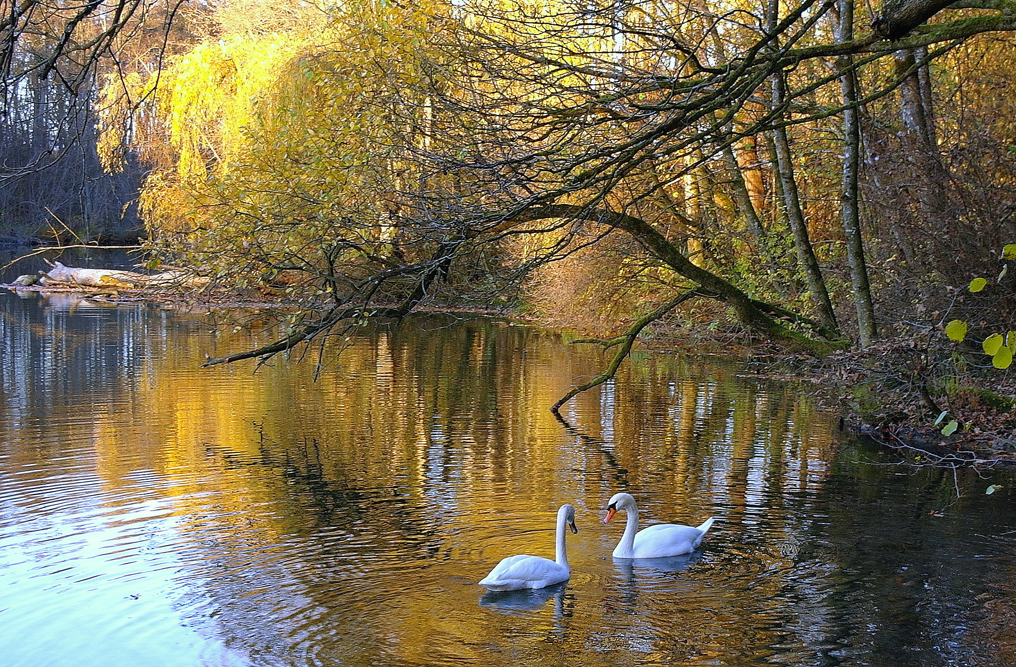 Samsung NX10 sample photo. Tete a tete photography