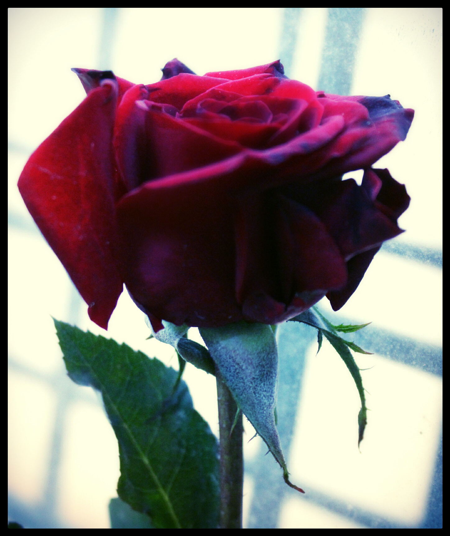 Canon EOS 650D (EOS Rebel T4i / EOS Kiss X6i) sample photo. Rose for someone who love photography