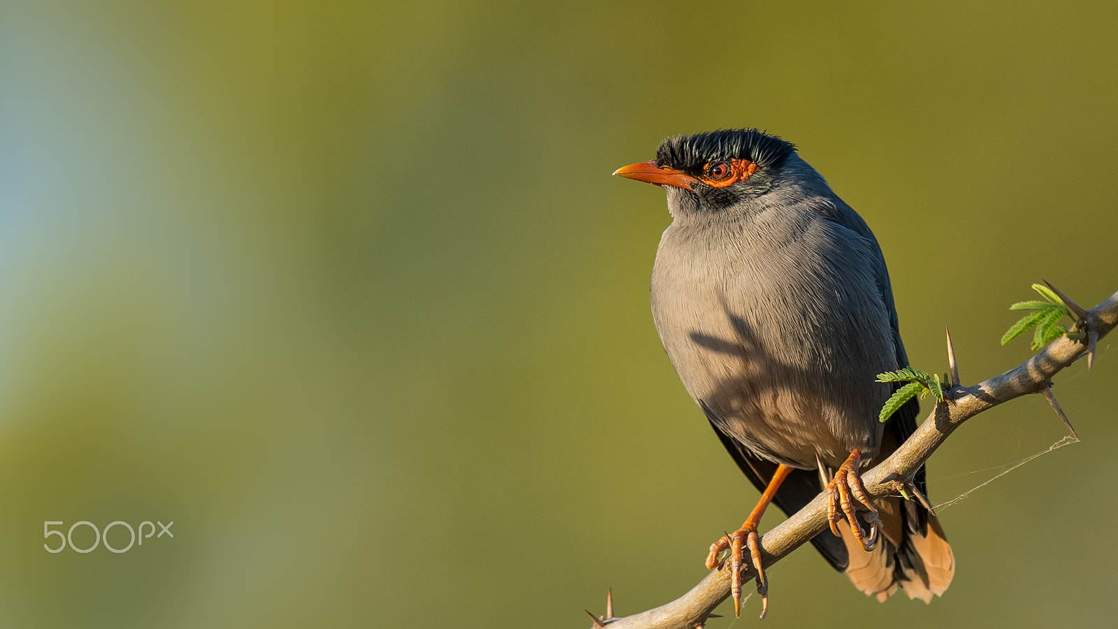 Nikon AF-S Nikkor 600mm F4E FL ED VR sample photo. Angry bird photography