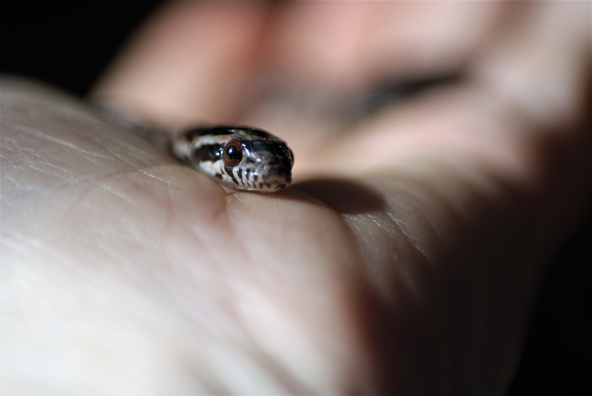 Sony Alpha DSLR-A200 + Tokina EMZ M100 AF 100mm F3.5 sample photo. Loki ii photography