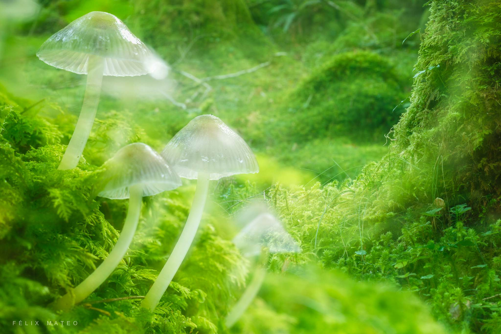 Canon EOS 6D + Tamron SP AF 90mm F2.8 Di Macro sample photo. Crystal mushrooms photography