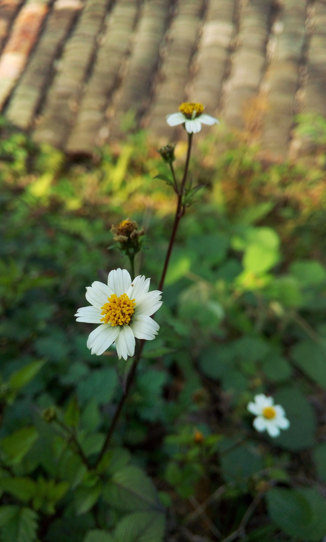 Meizu MX4 sample photo. Small flowers photography
