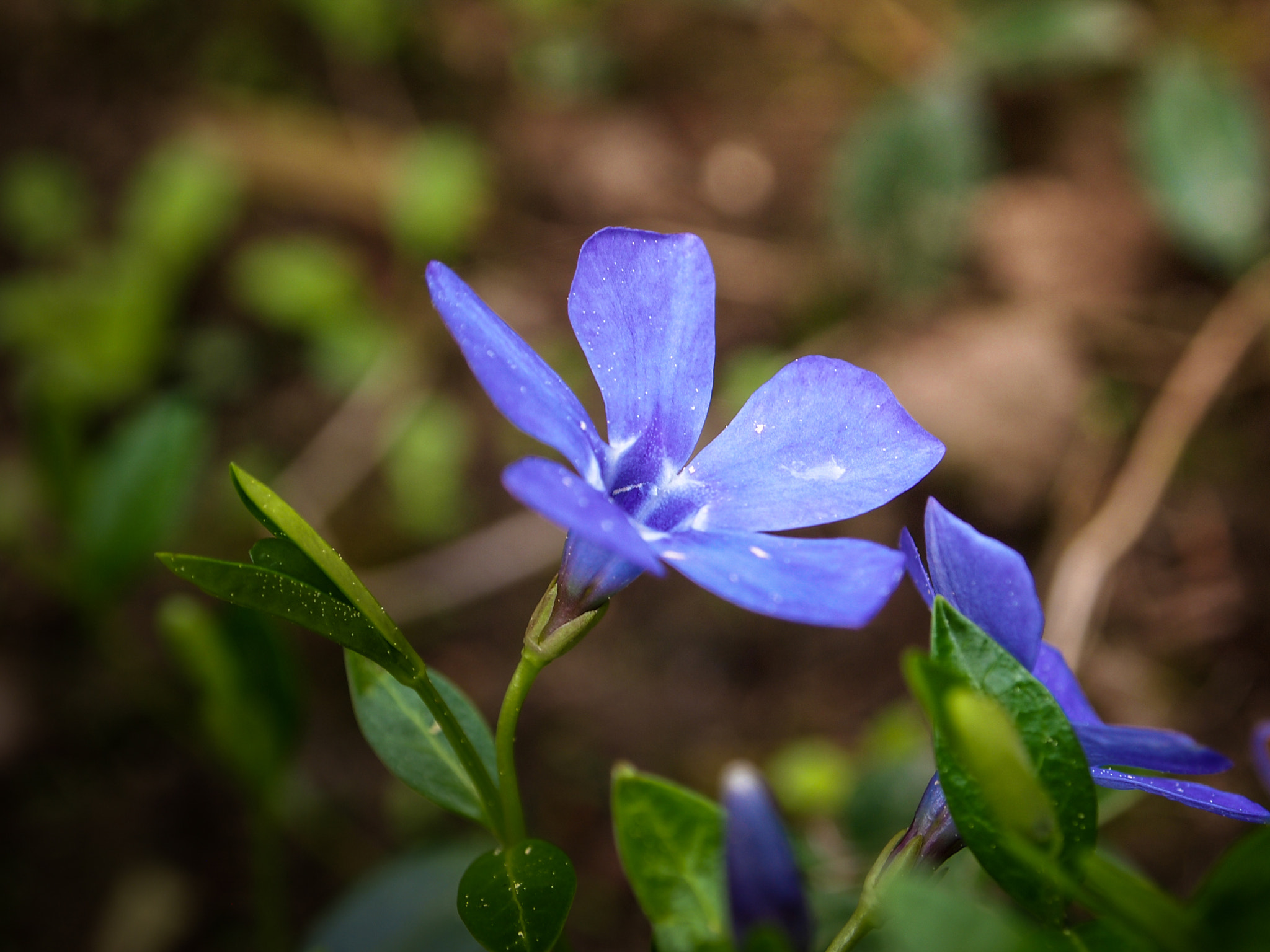 Olympus PEN E-PL1 sample photo. Flower in the spring photography