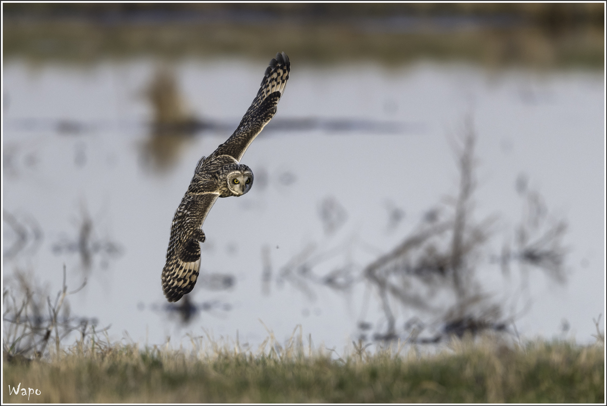 Nikon AF-S Nikkor 500mm F4E FL ED VR sample photo. Short-eared owl photography