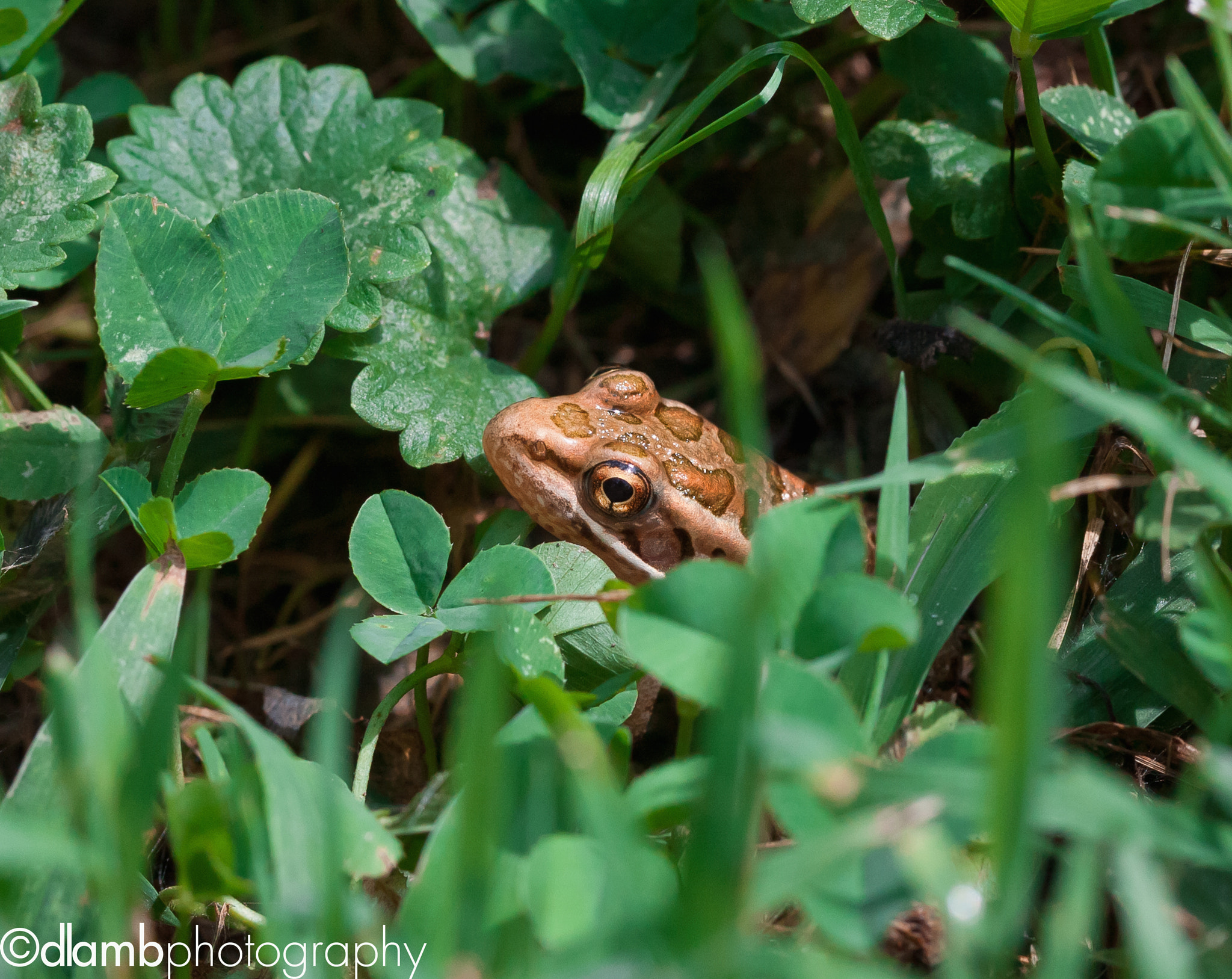 Canon EOS 40D sample photo. Peak toad photography
