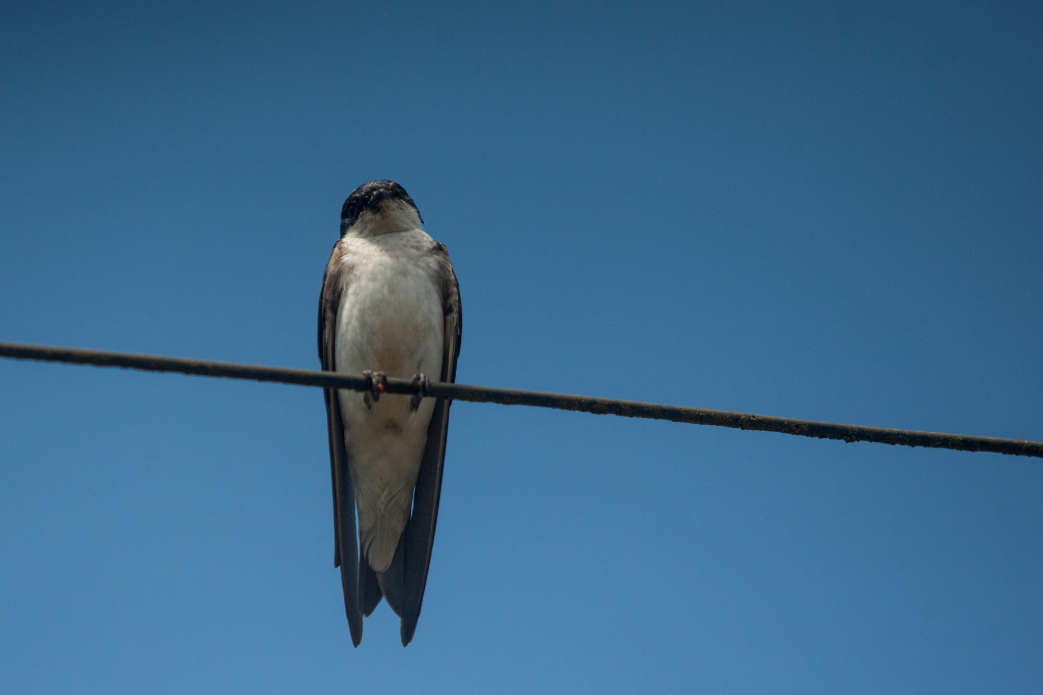 Canon EOS-1D Mark III sample photo. Golondrina photography