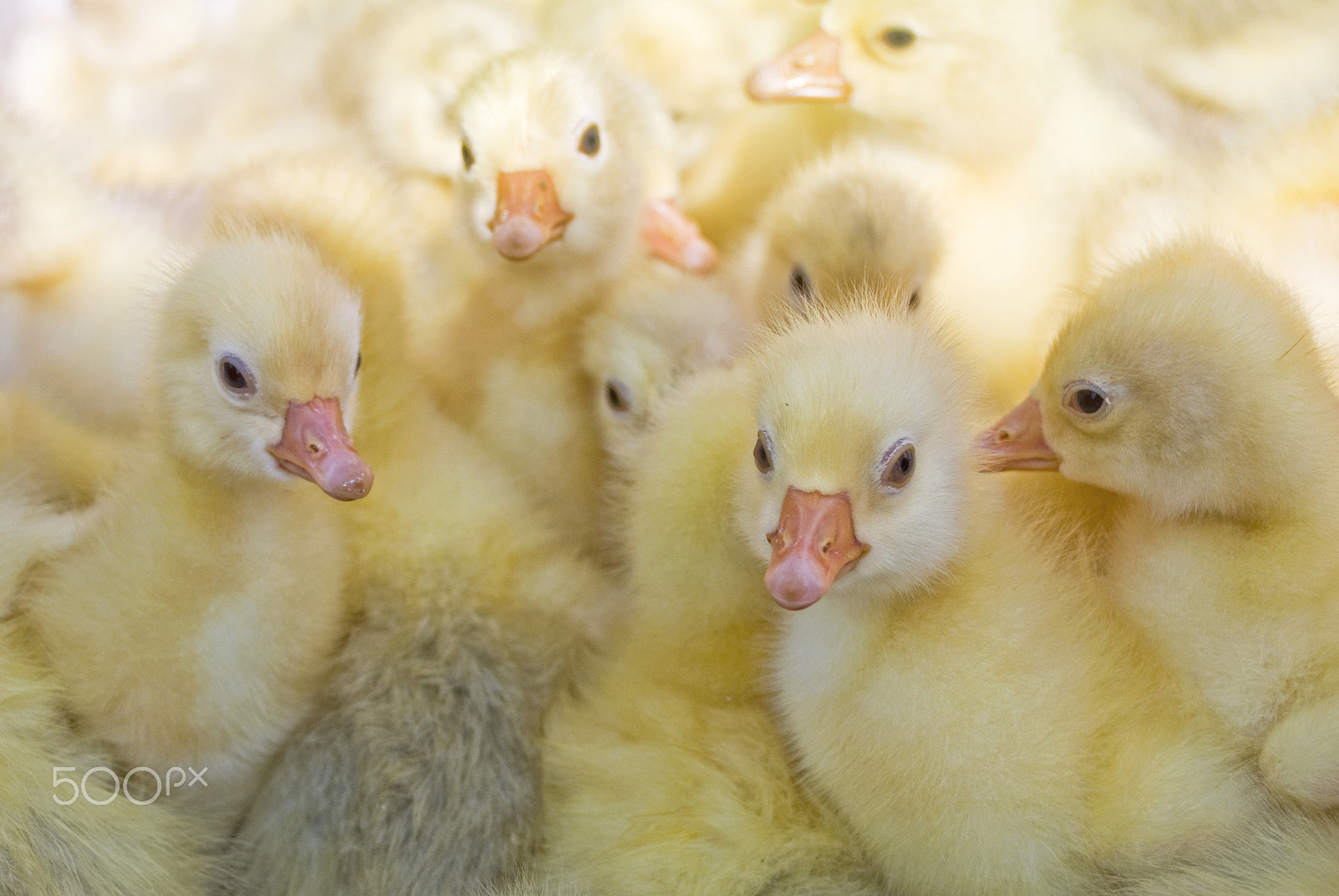 Nikon D80 + Sigma 18-50mm F3.5-5.6 DC sample photo. Little yellow ducklings photography