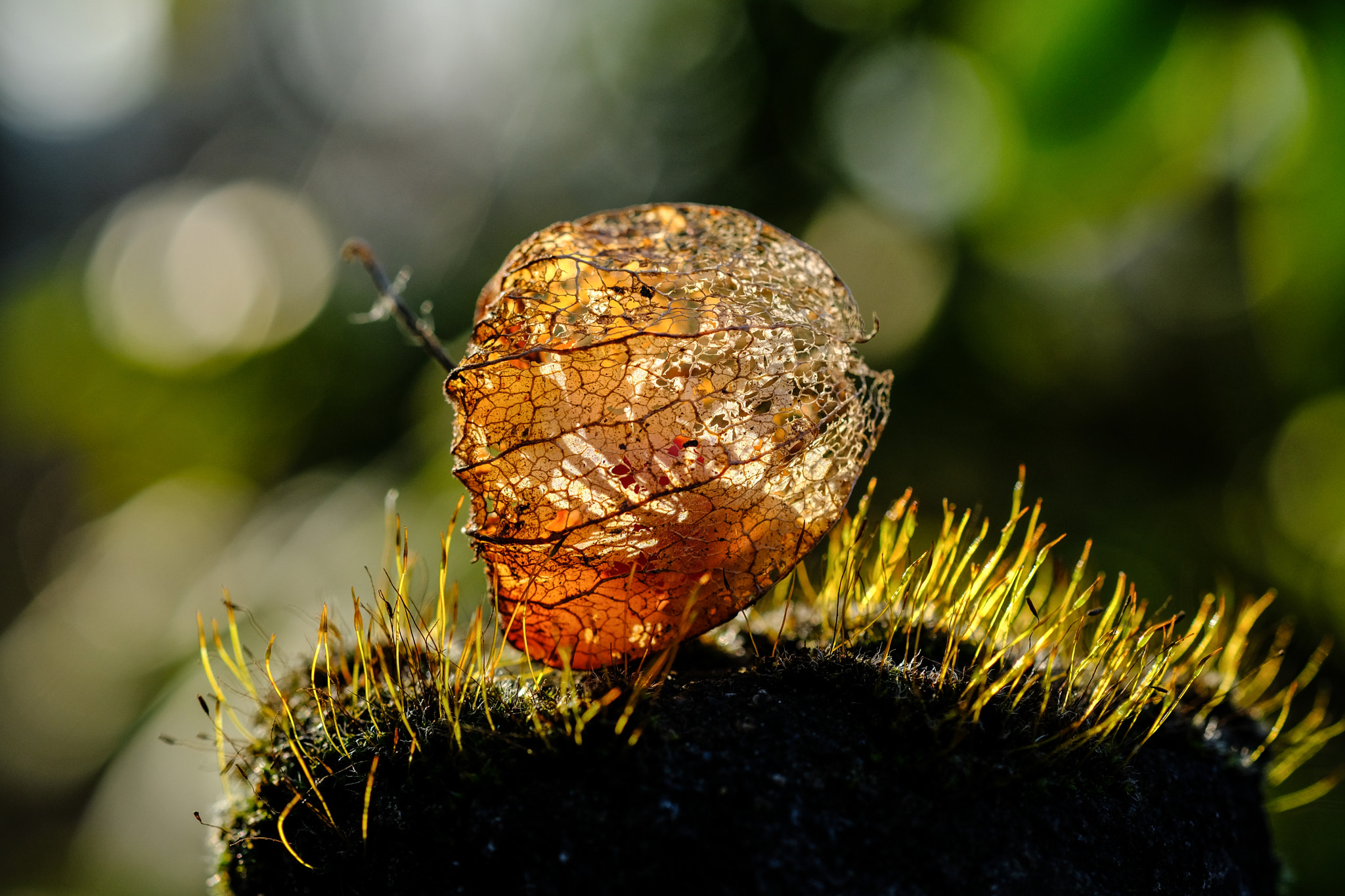 Fujifilm X-T2 sample photo. Lampionblume oder das was noch übrig ist photography