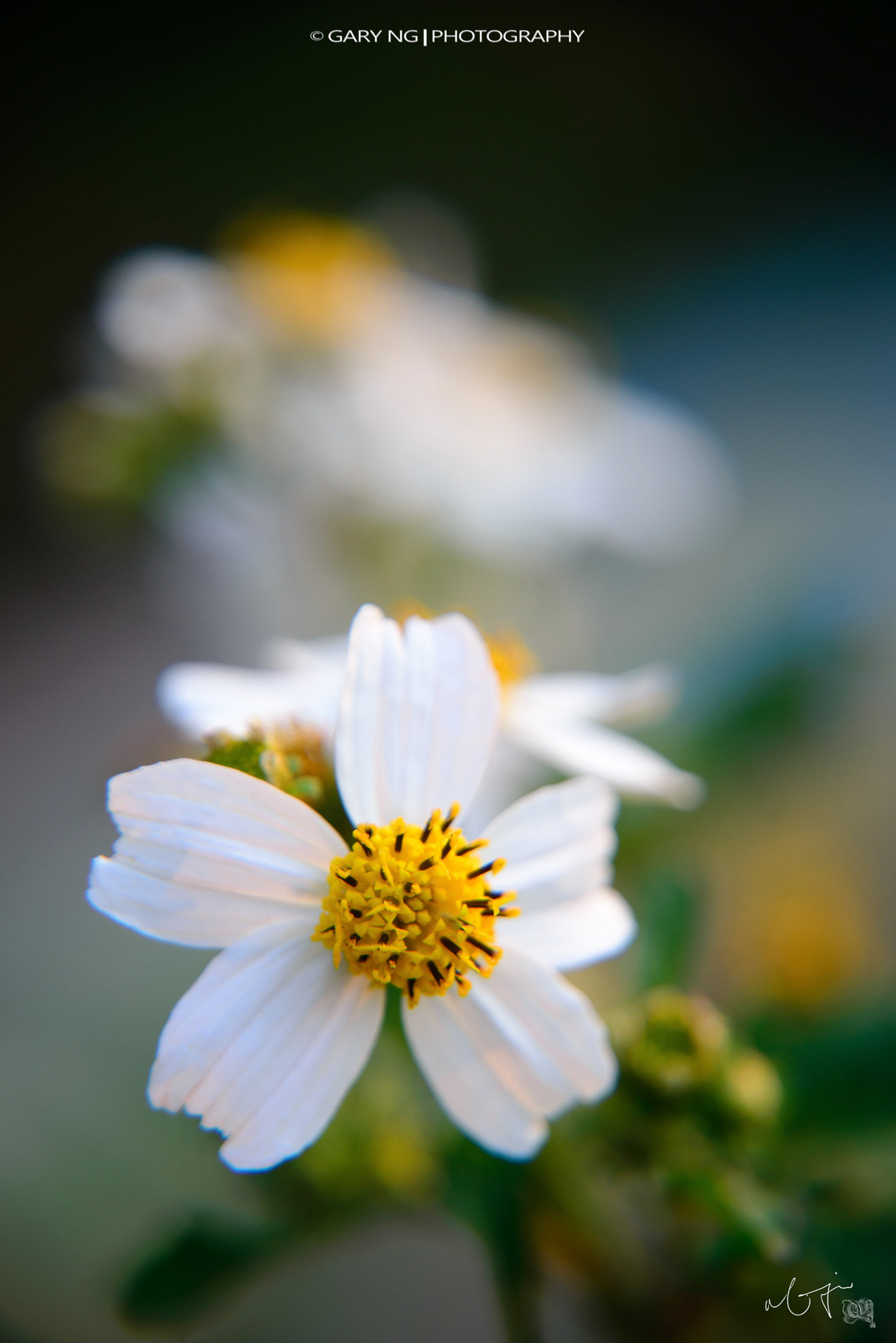 Nikon D610 sample photo. Flowers photography