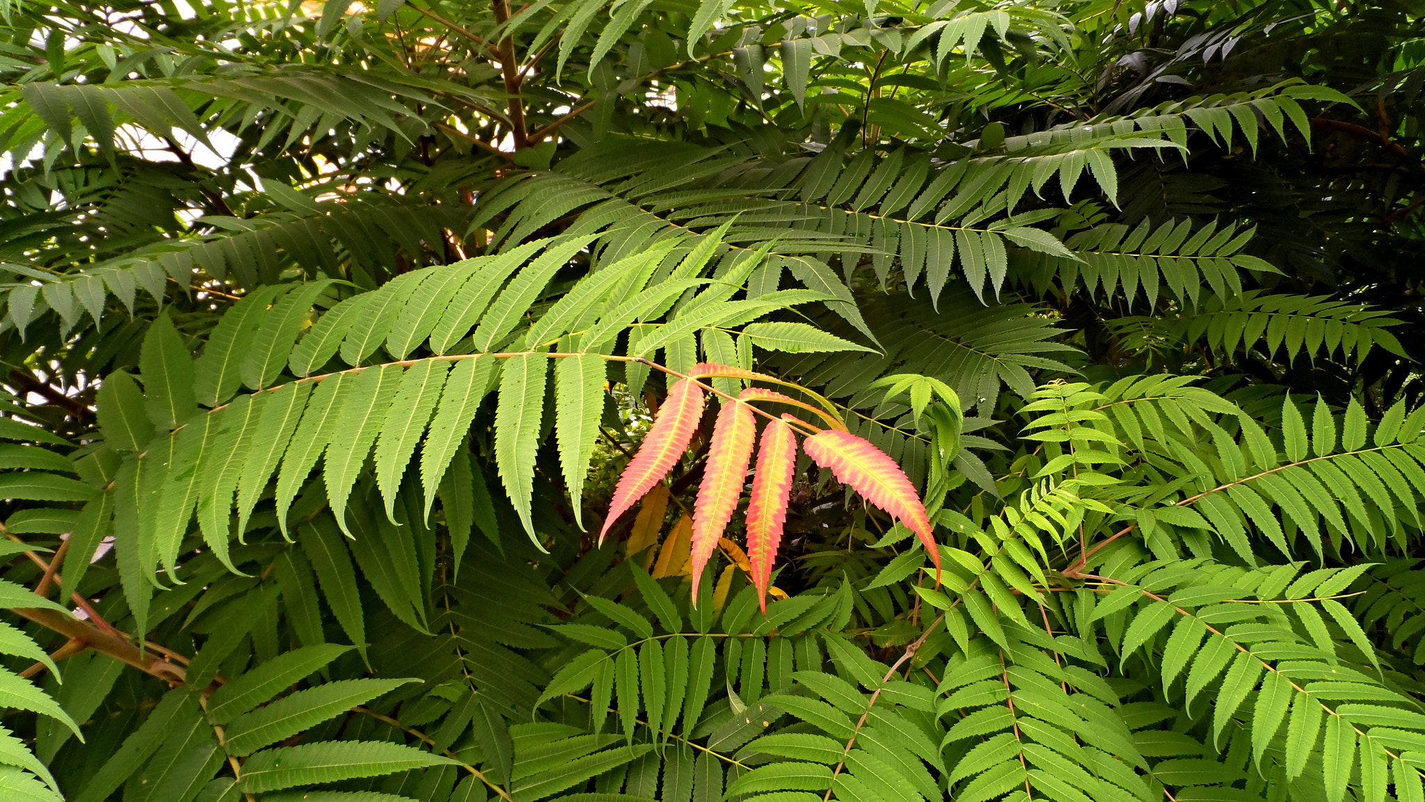 Samsung WB150 / WB150F / WB152 / WB152F / WB151 / WB151F / WB140 sample photo. Sam_2064 Травма ветки.. photography