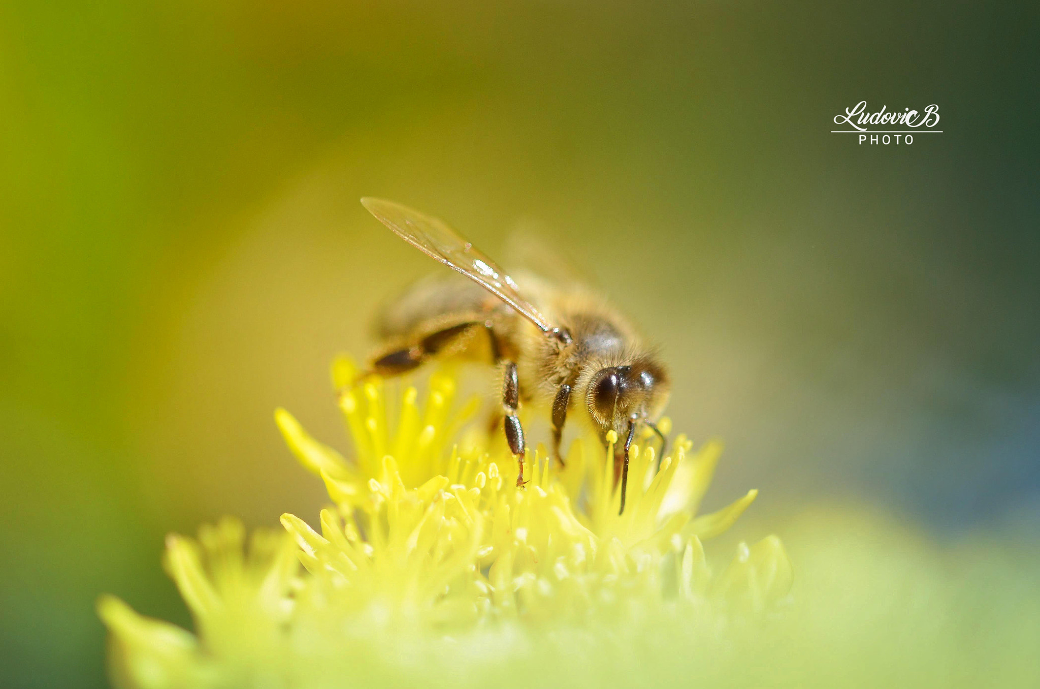 Sigma 105mm F2.8 EX DG OS HSM sample photo. Abeille photography