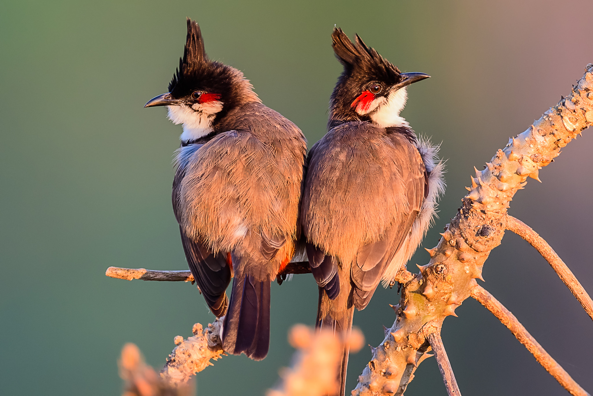 Nikon AF-S Nikkor 800mm F5.6E FL ED VR sample photo. Family dispute photography