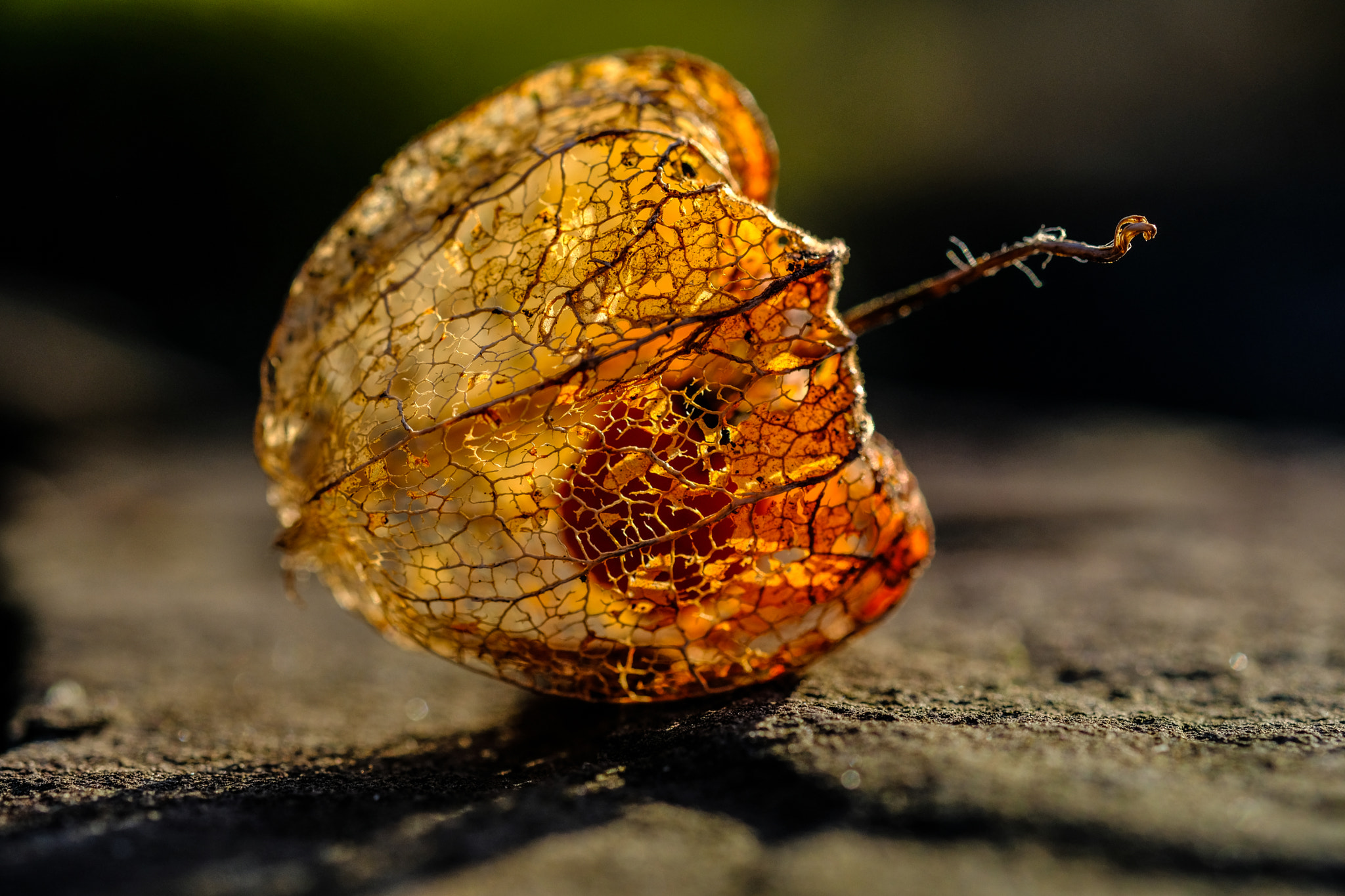 Fujifilm X-T2 sample photo. Lampionblume oder das was noch übrig ist photography