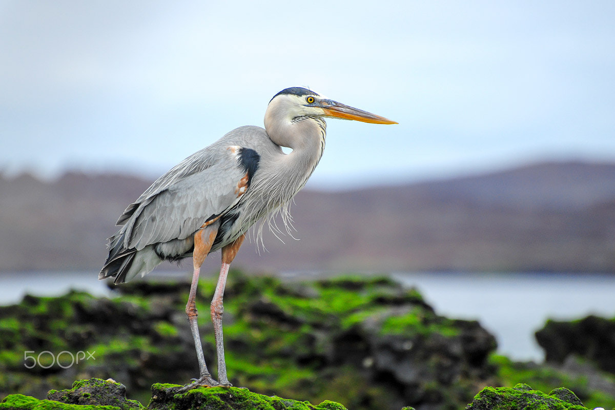 Nikon D700 sample photo. Charm of the galapagos photography