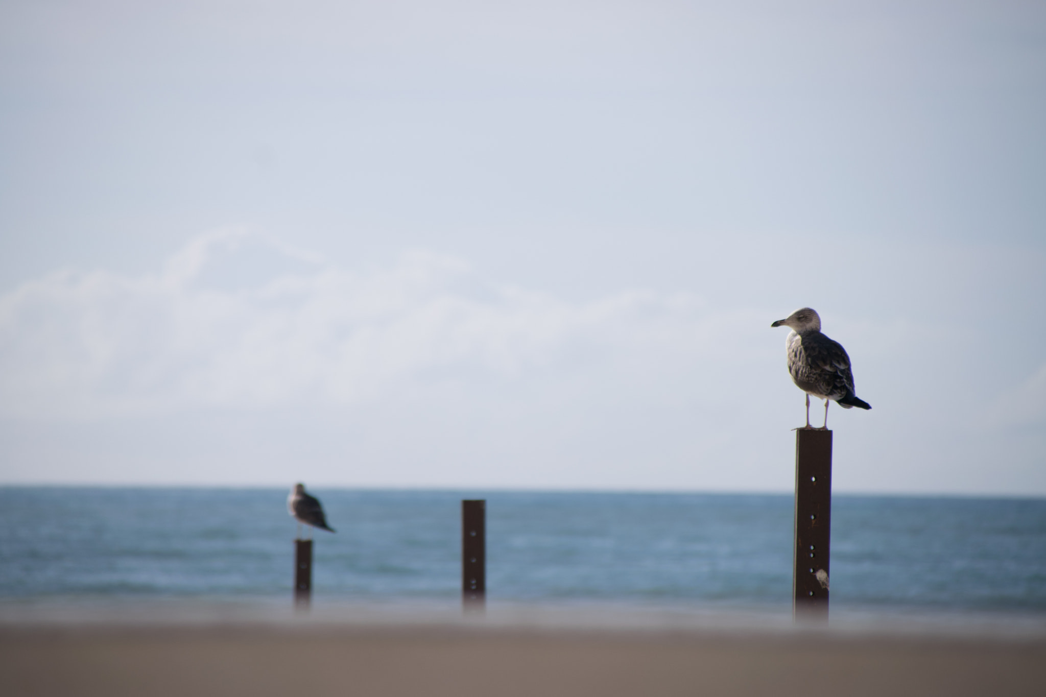 Sigma 28-300mm F3.5-6.3 DG Macro sample photo. Gulls photography