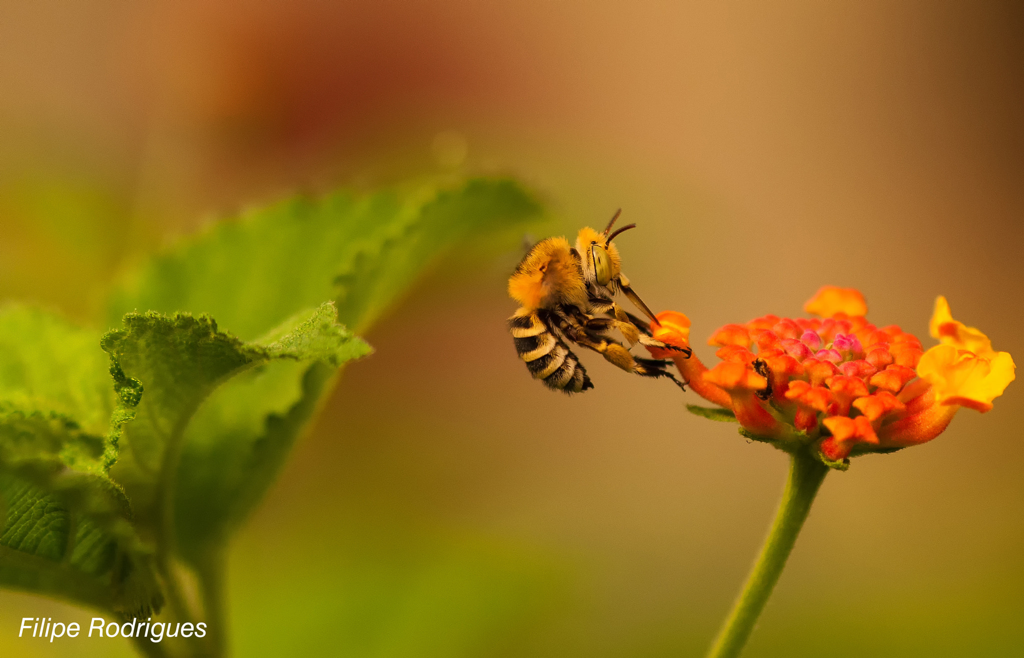 Nikon D90 + AF Micro-Nikkor 105mm f/2.8 sample photo. Full speed in reverse photography