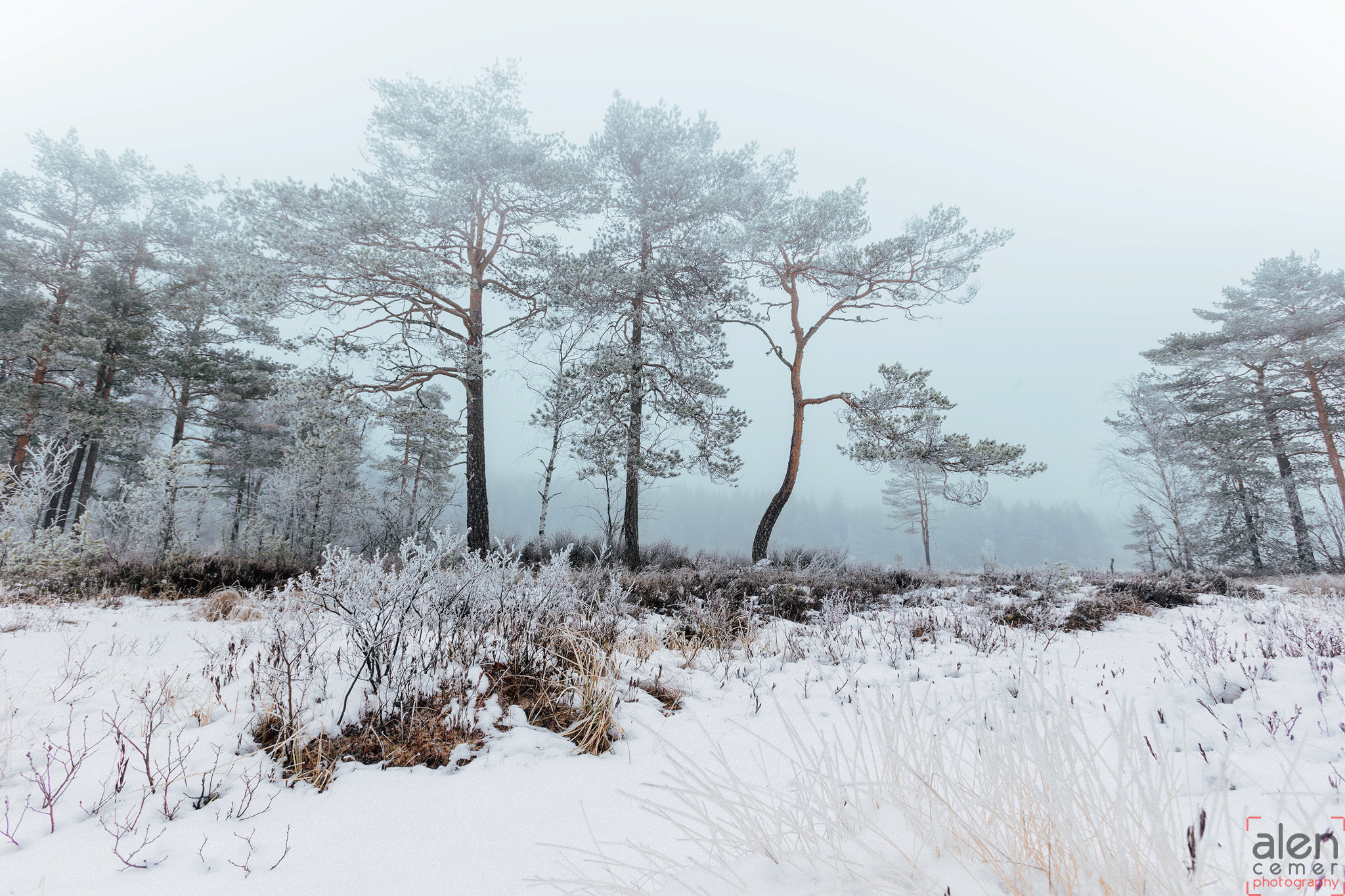 Canon EF 16-35mm F2.8L USM sample photo. Trees and the fog photography