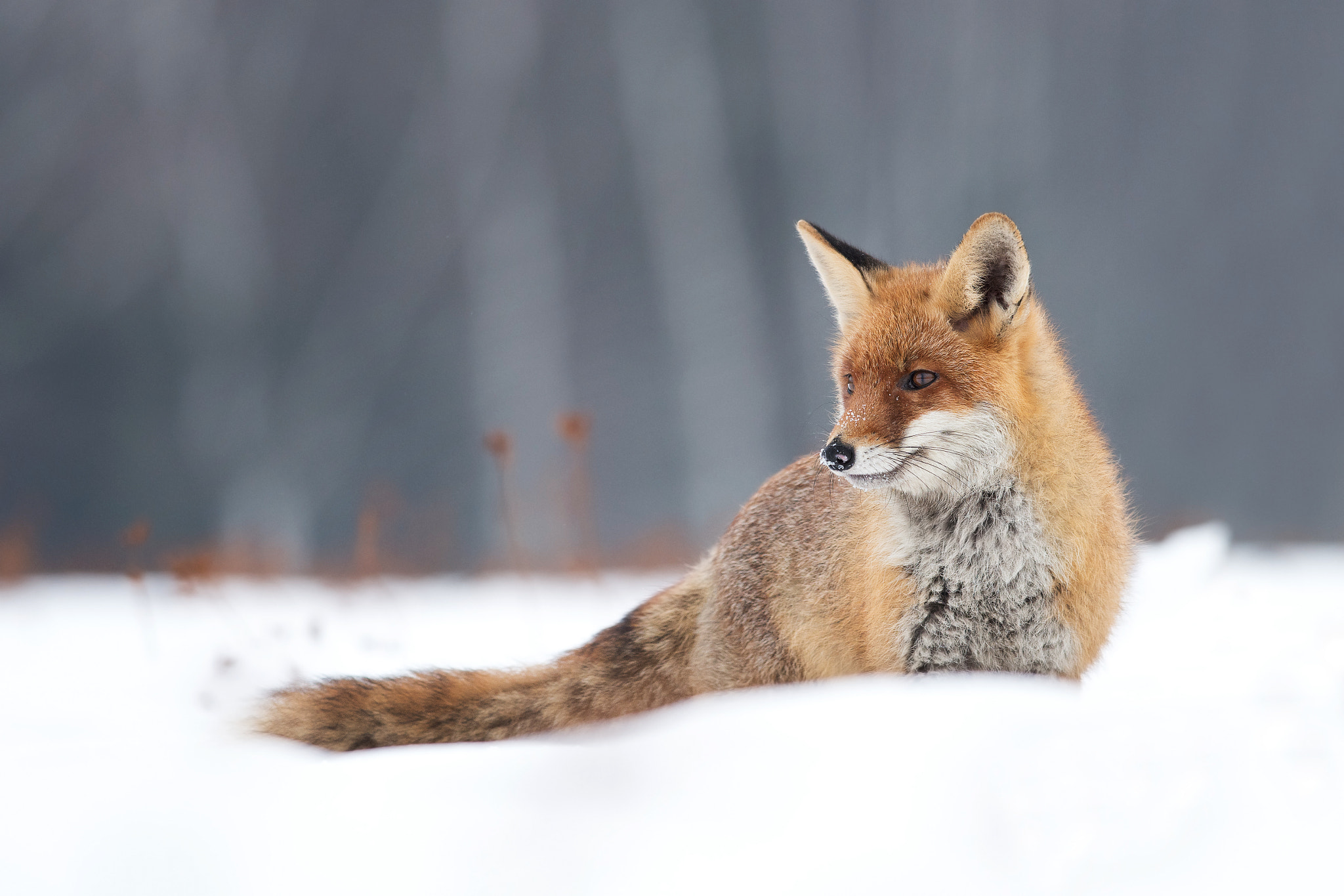 Nikon D500 + AF Nikkor 85mm f/1.8 sample photo. Vulpes vulpes photography
