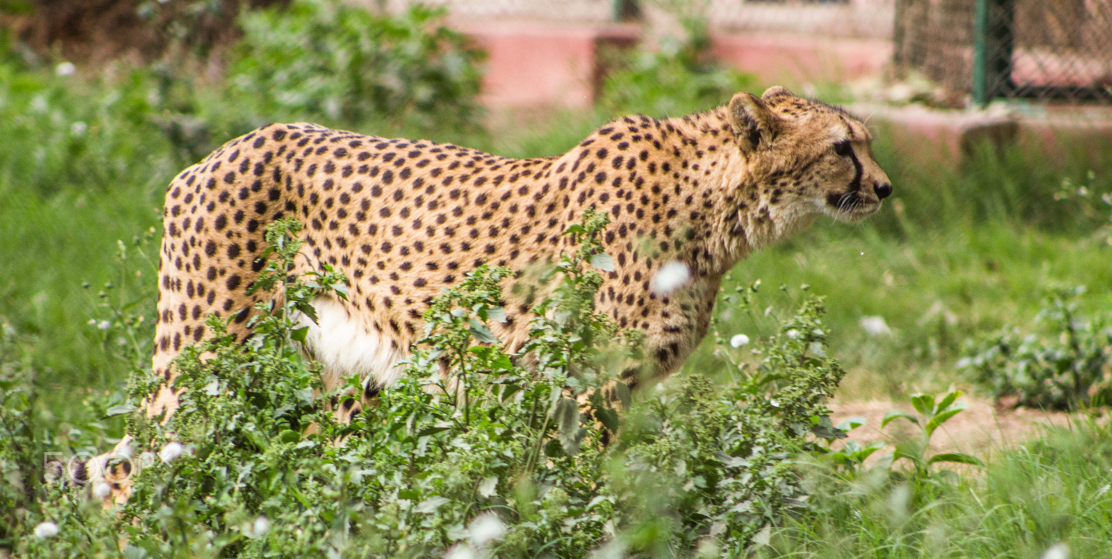 Canon EOS 700D (EOS Rebel T5i / EOS Kiss X7i) + EF75-300mm f/4-5.6 sample photo. Zoo photography