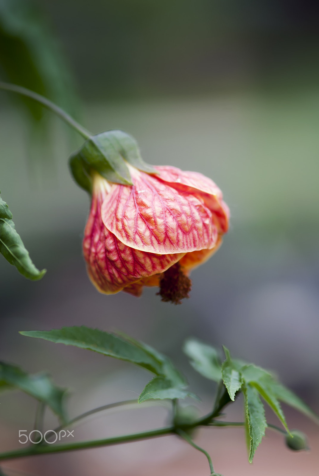 Nikon D60 sample photo. Coral flowering maple flower photography