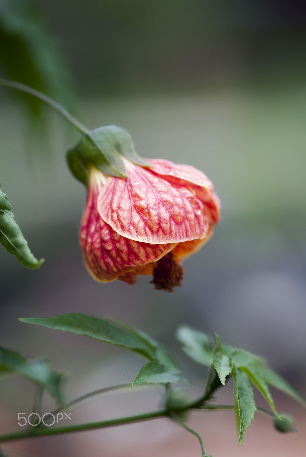 Nikon AF-S Micro-Nikkor 105mm F2.8G IF-ED VR sample photo. Coral flowering maple flower photography