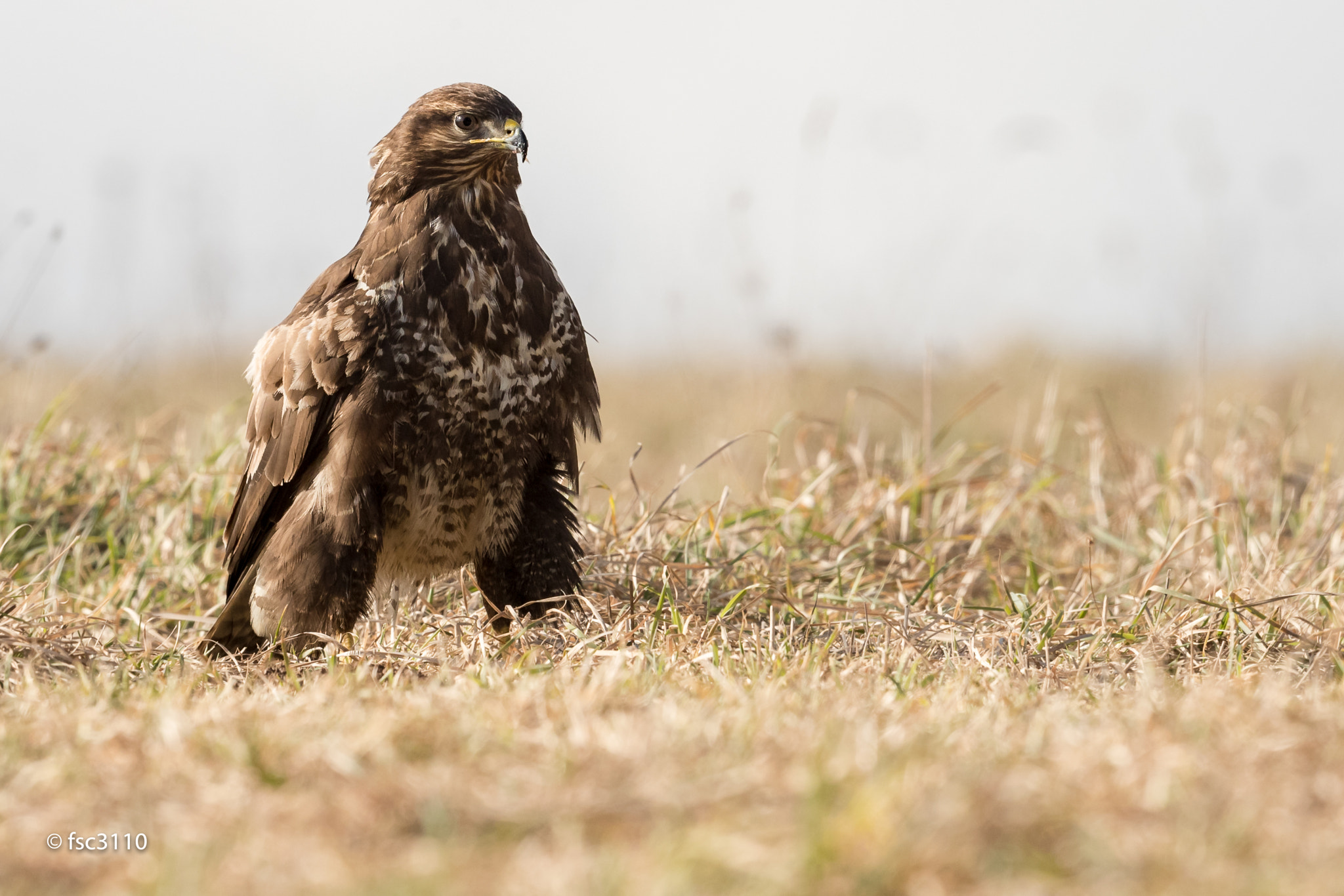 Canon EF 500mm F4L IS II USM sample photo. Common buzzard photography