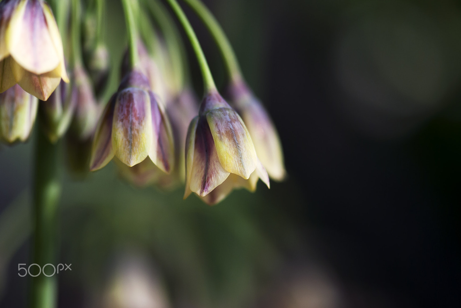 Nikon AF-S Micro-Nikkor 105mm F2.8G IF-ED VR sample photo. Fritillaria blooms photography