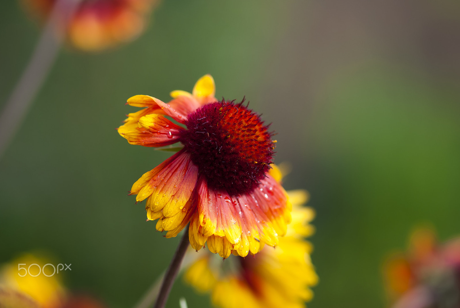 Nikon AF-S Micro-Nikkor 105mm F2.8G IF-ED VR sample photo. Gaillardia with dew drops photography