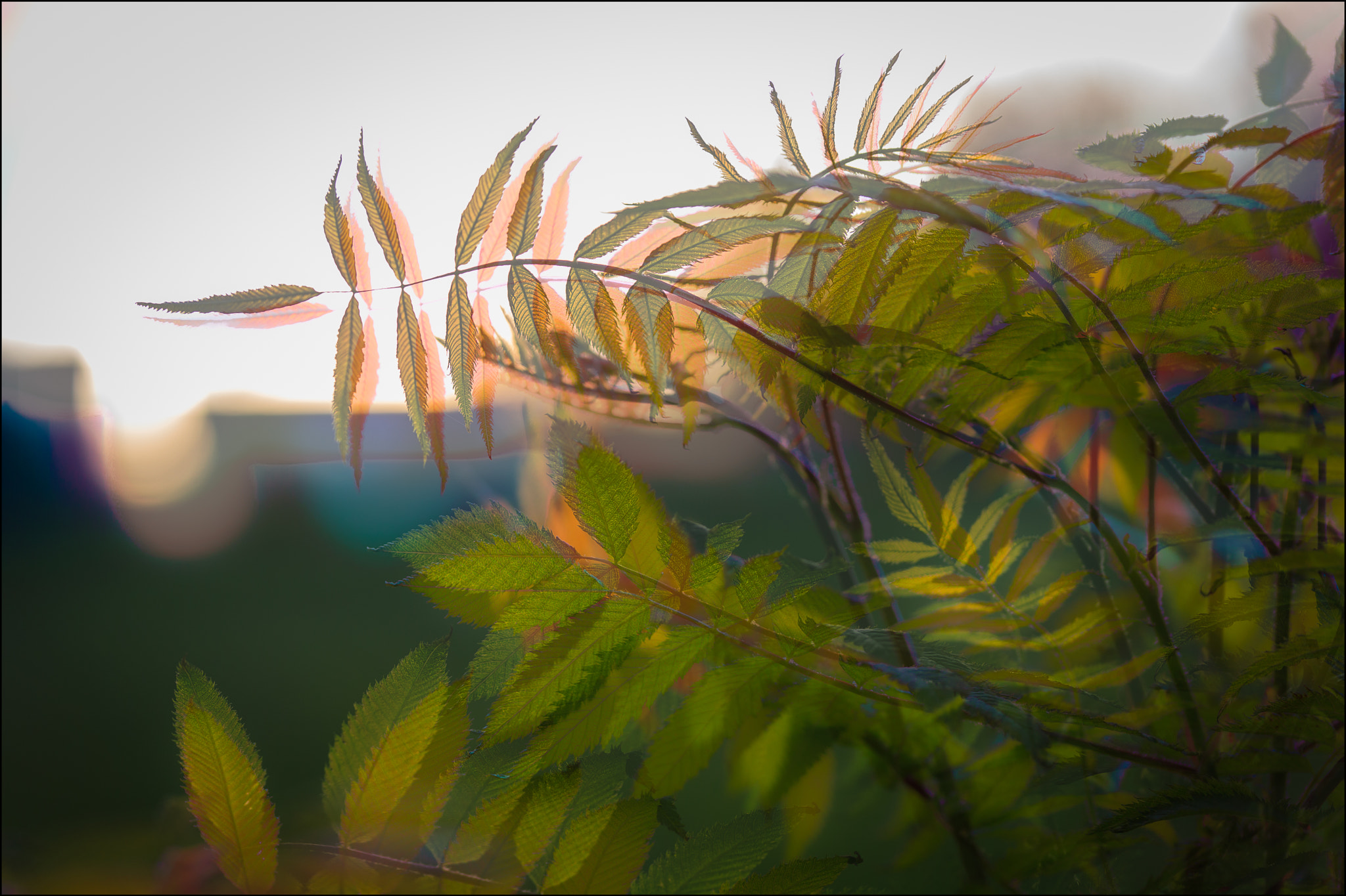 Sigma 105mm F2.8 EX DG OS HSM sample photo. Longing photography