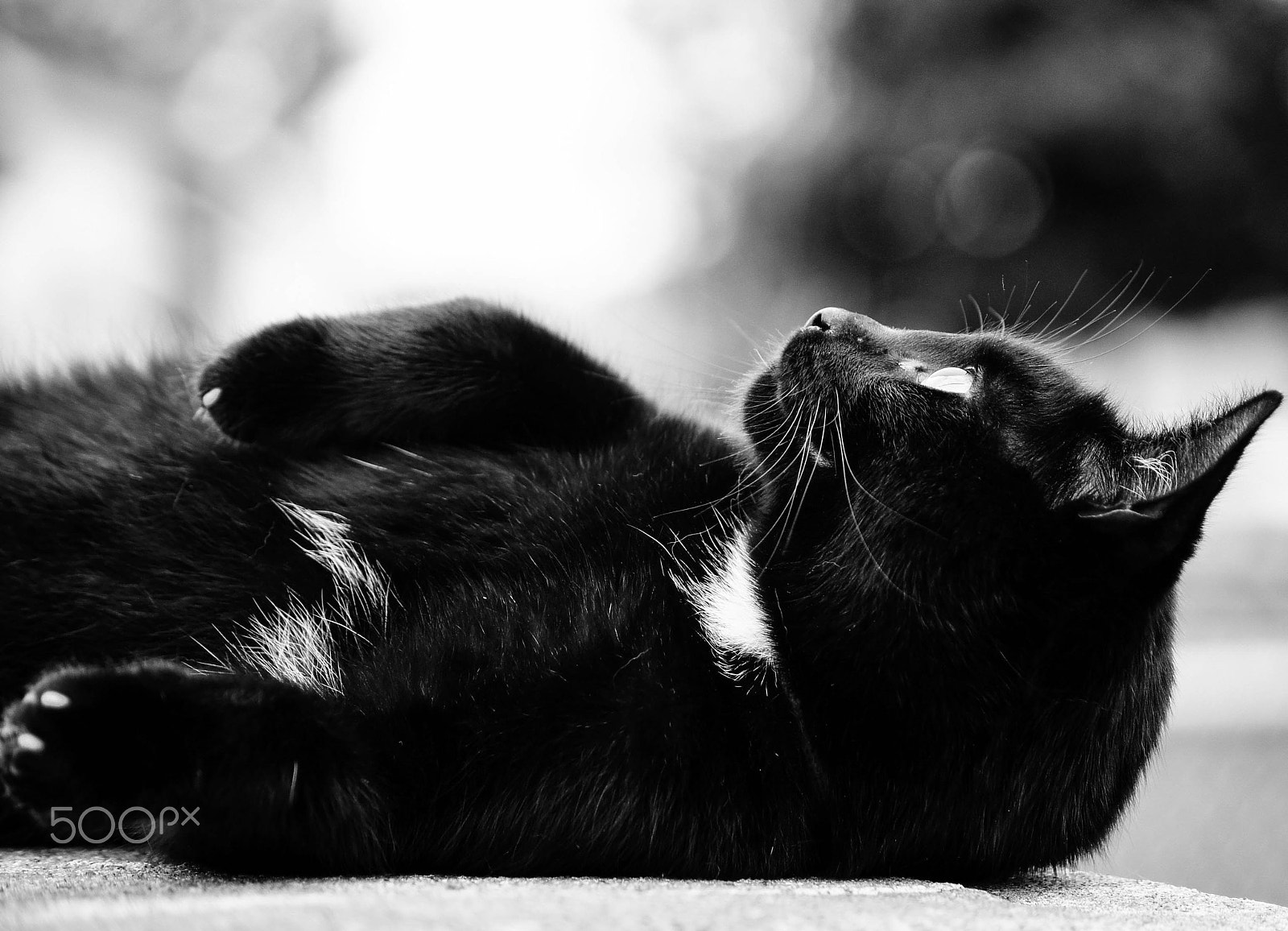 Sony SLT-A33 sample photo. Black cat day dream photography