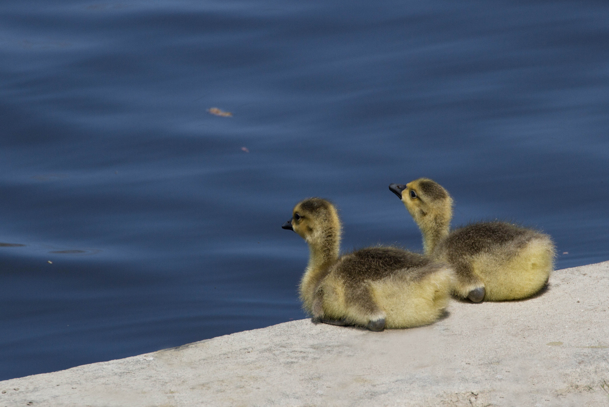 Canon EF 70-300mm F4-5.6L IS USM sample photo. Baby geese photography