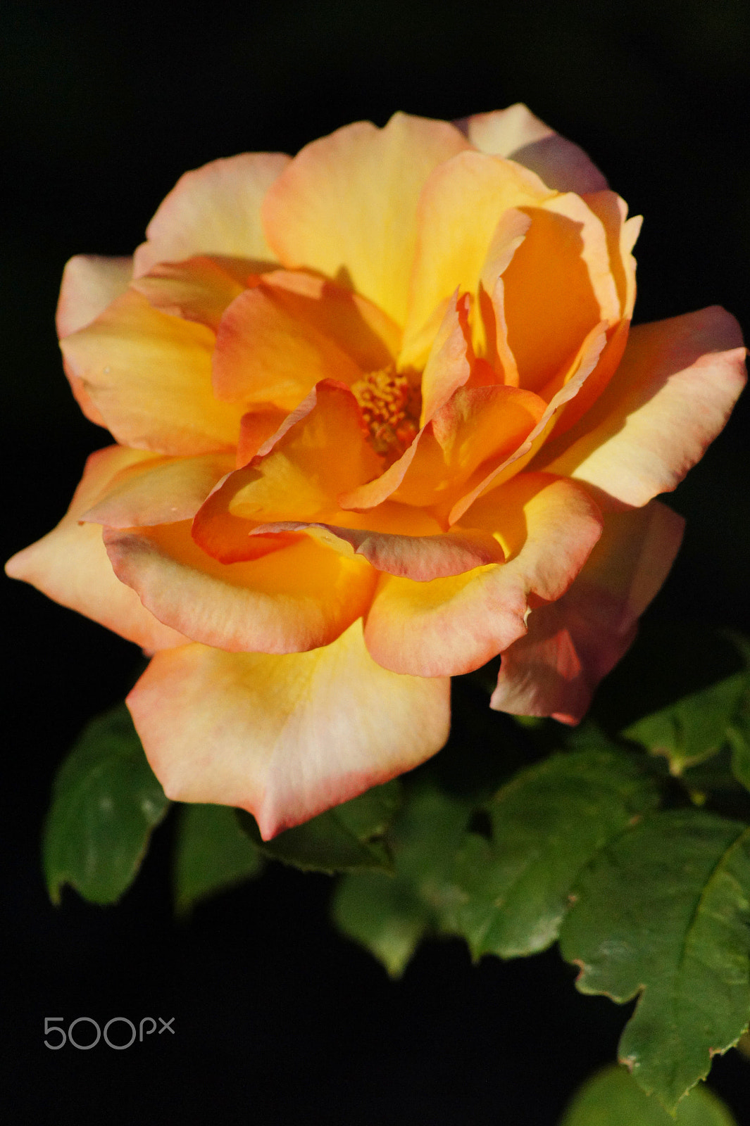 Sony SLT-A33 + Sony 75-300mm F4.5-5.6 sample photo. Yellow rose photography