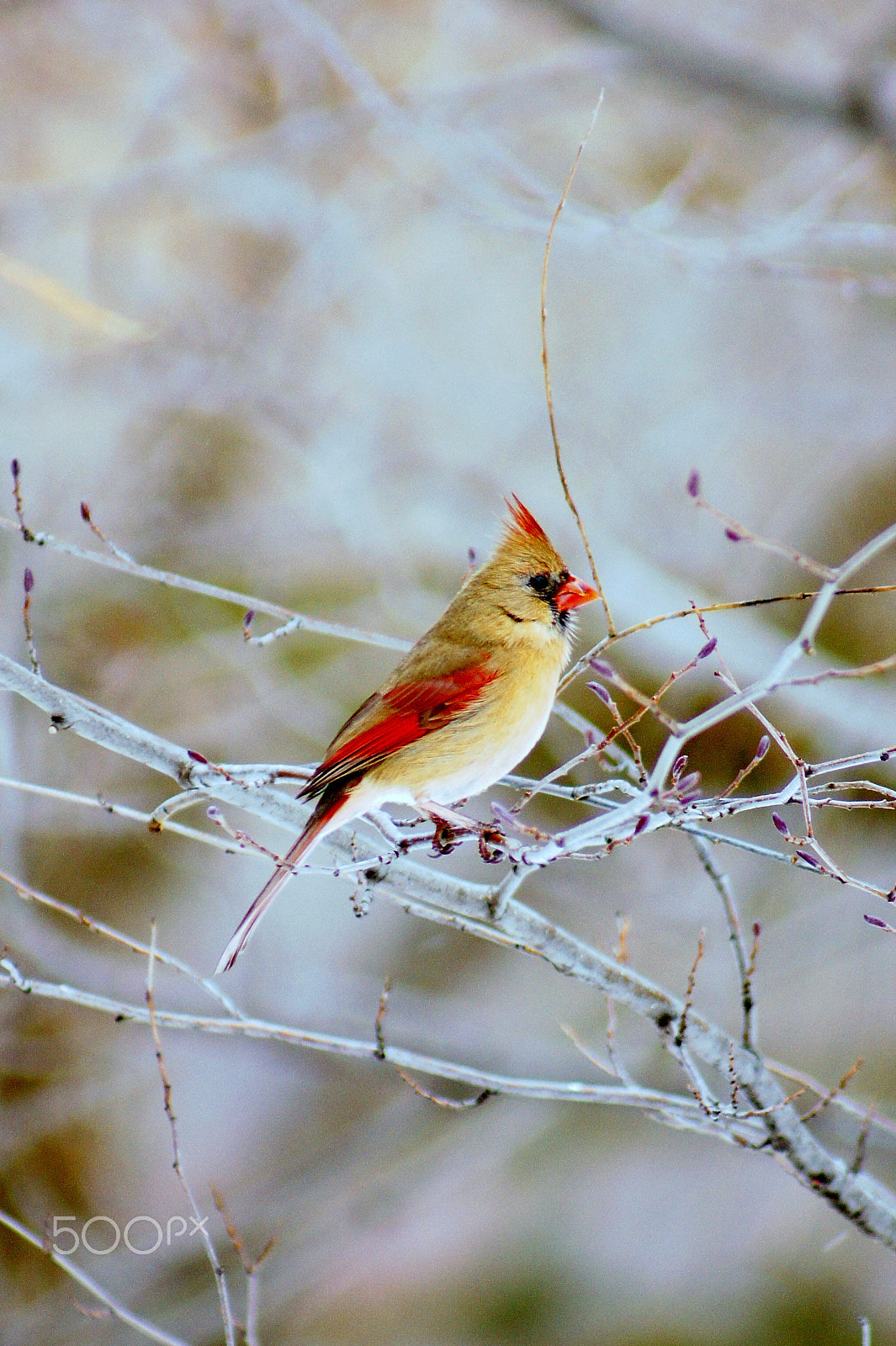 Sony SLT-A33 + Sony 75-300mm F4.5-5.6 sample photo. Female cardinal fine art photograph photography