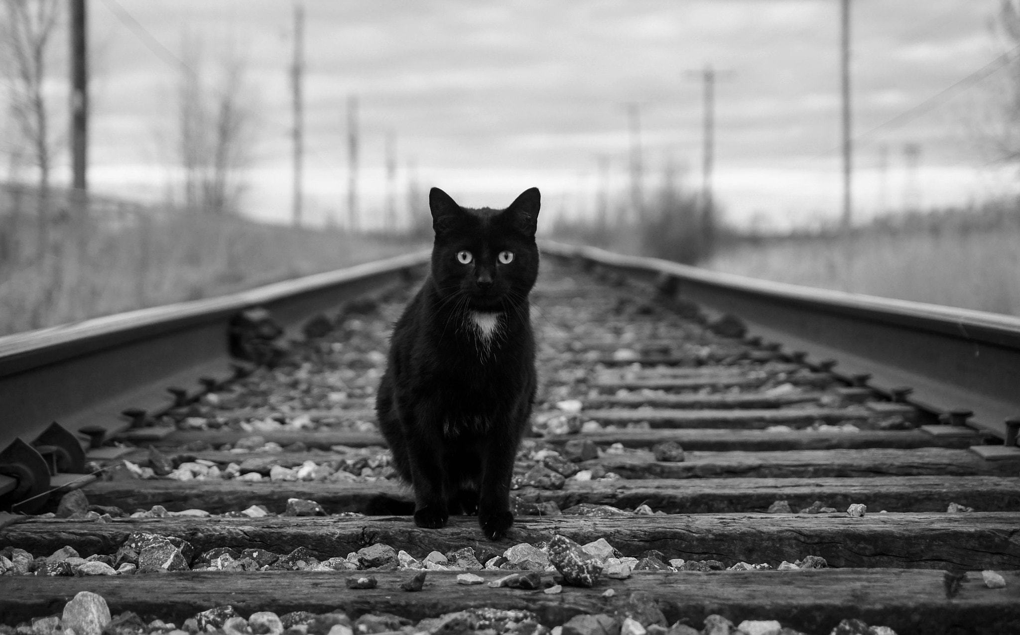 Sony DT 55-200mm F4-5.6 SAM sample photo. Black cat on train tracks photography