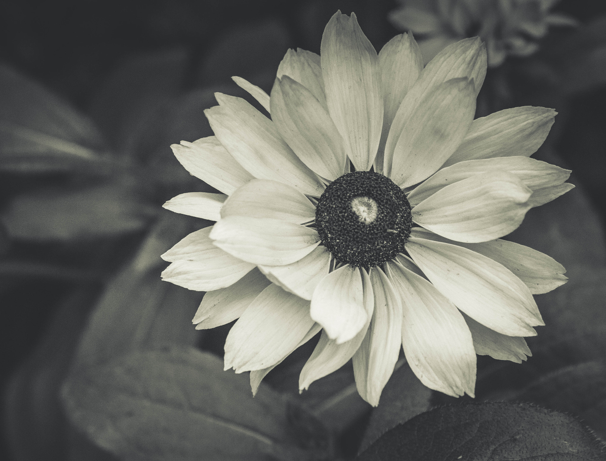 Canon EF 70-300mm F4-5.6L IS USM sample photo. Black & white fine art flower photograph photography