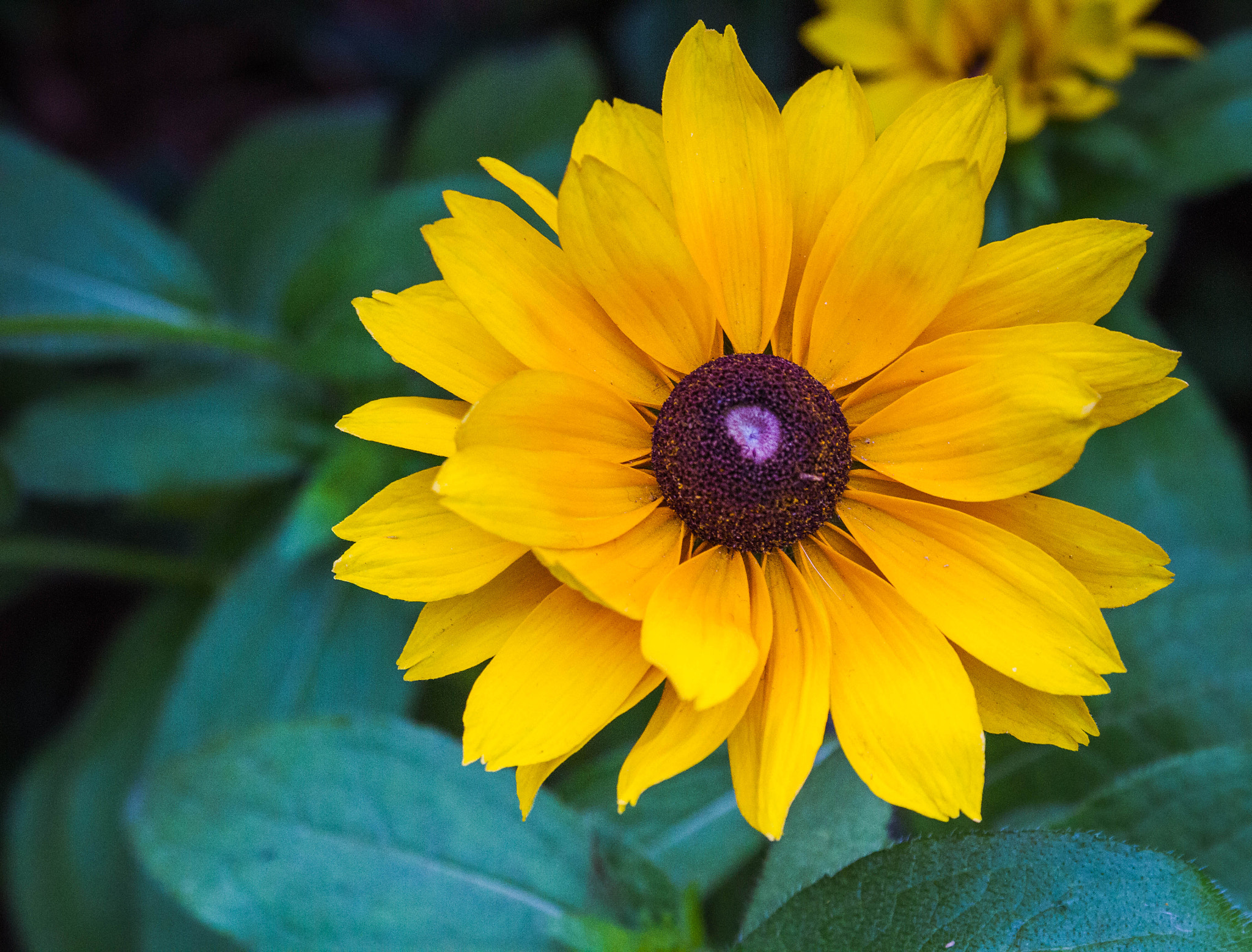 Canon EF 70-300mm F4-5.6L IS USM sample photo. Yellow flower photo photography