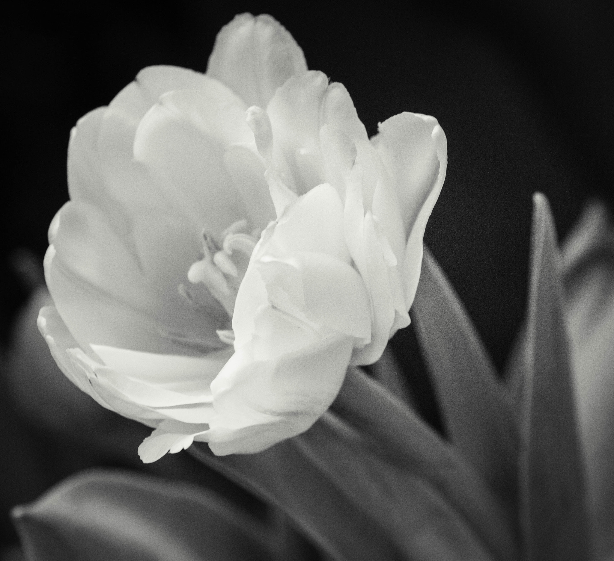 Canon EOS 7D + Canon EF 70-300mm F4-5.6L IS USM sample photo. Black and white flower fine art photo photography