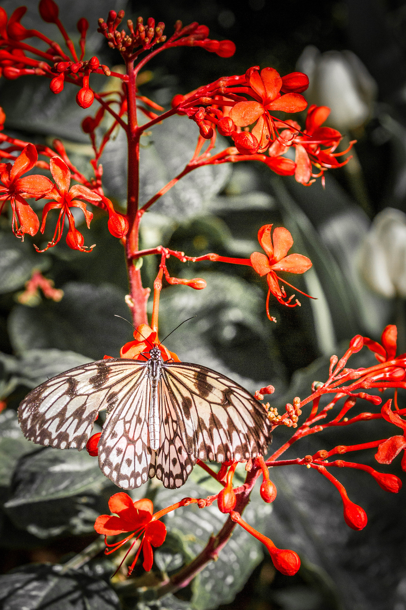 Canon EOS 7D + Canon EF 70-300mm F4-5.6L IS USM sample photo. Butterfly landed photography