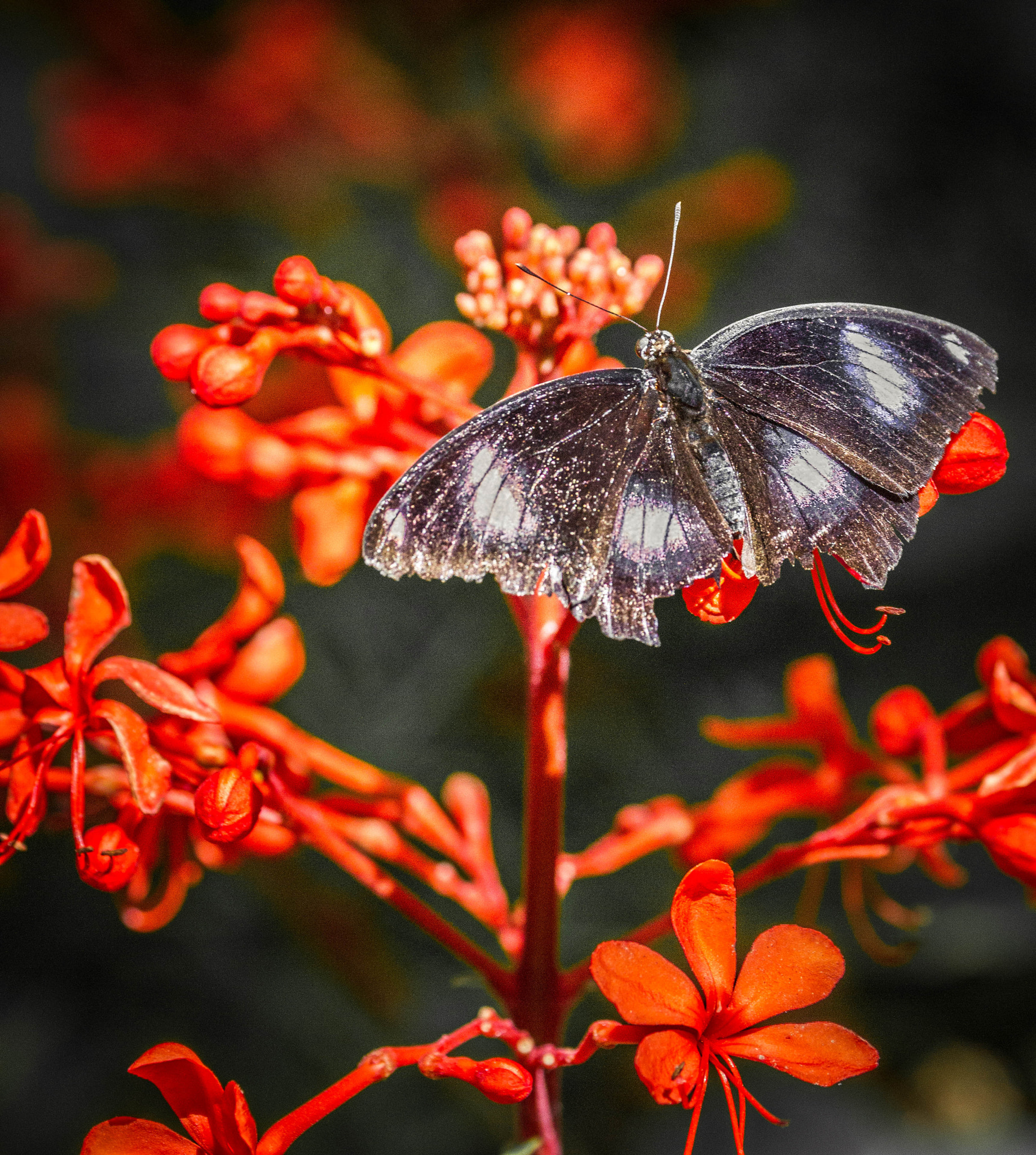 Canon EF 70-300mm F4-5.6L IS USM sample photo. The butterfly and the red flowers photography