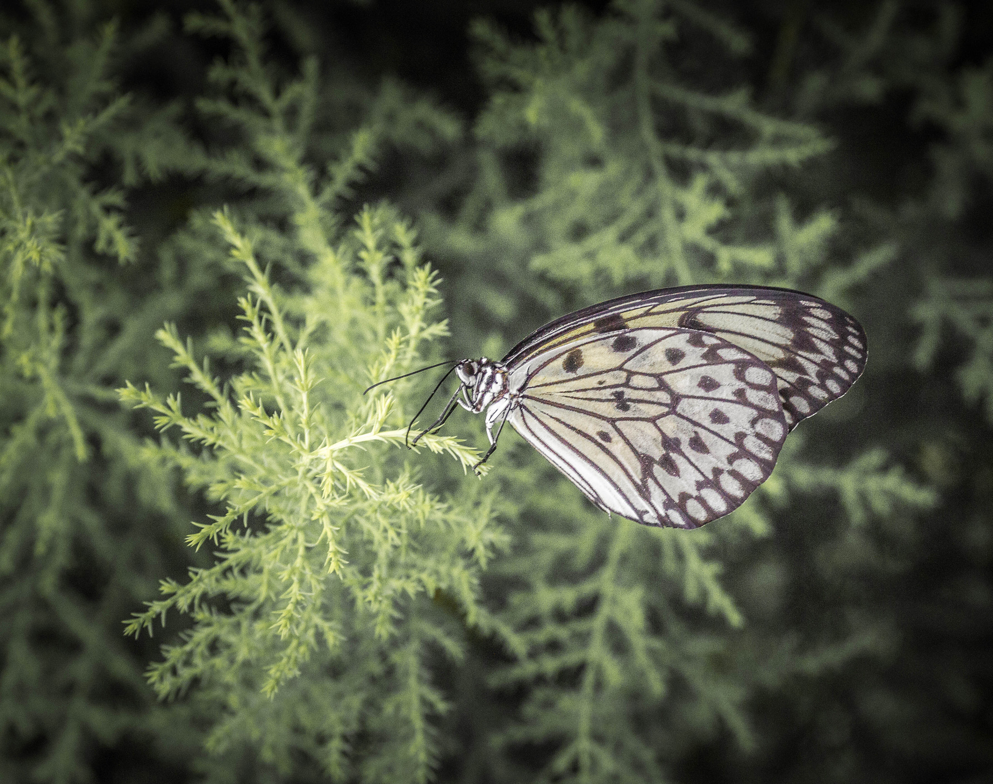 Canon EF 70-300mm F4-5.6L IS USM sample photo. Butterfly dream photography