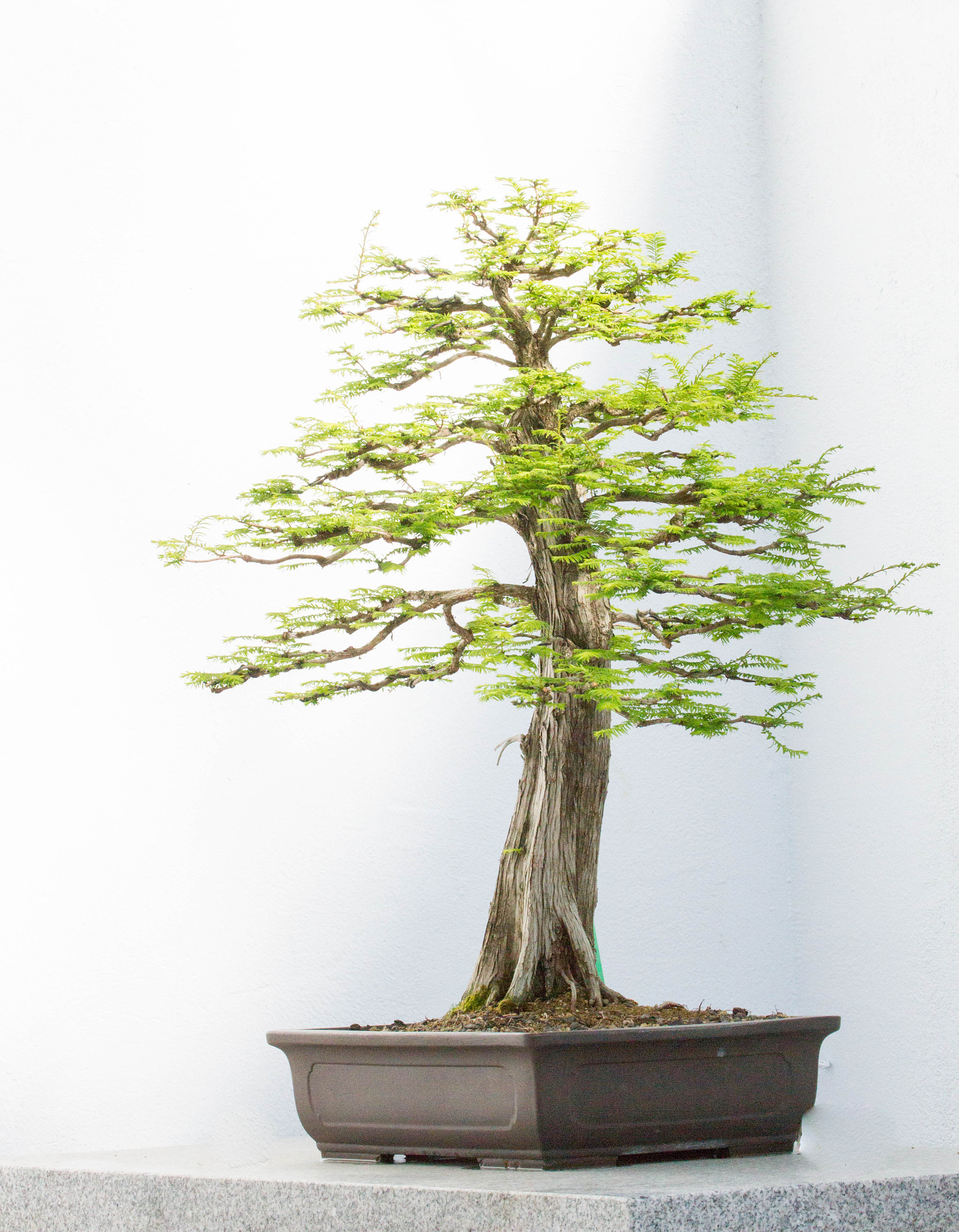 Canon EOS 7D + Canon EF 70-300mm F4-5.6L IS USM sample photo. Bonsai tree on a white background photography