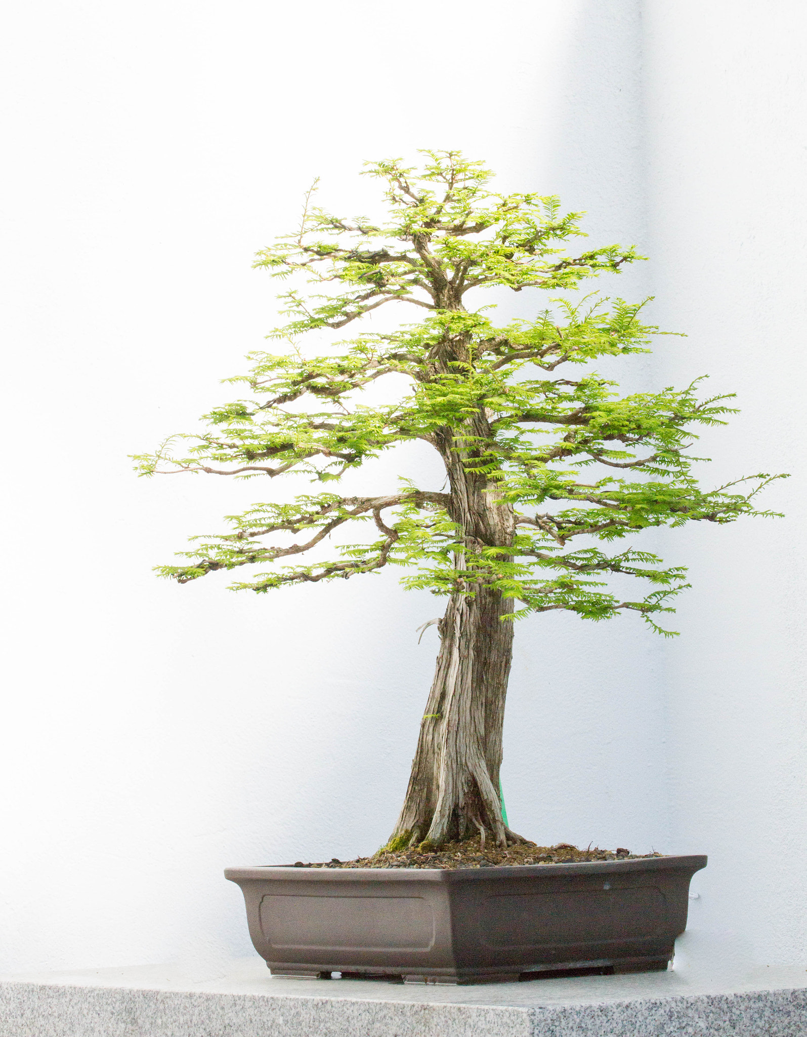 Canon EF 70-300mm F4-5.6L IS USM sample photo. Bonsai tree on a white background photography
