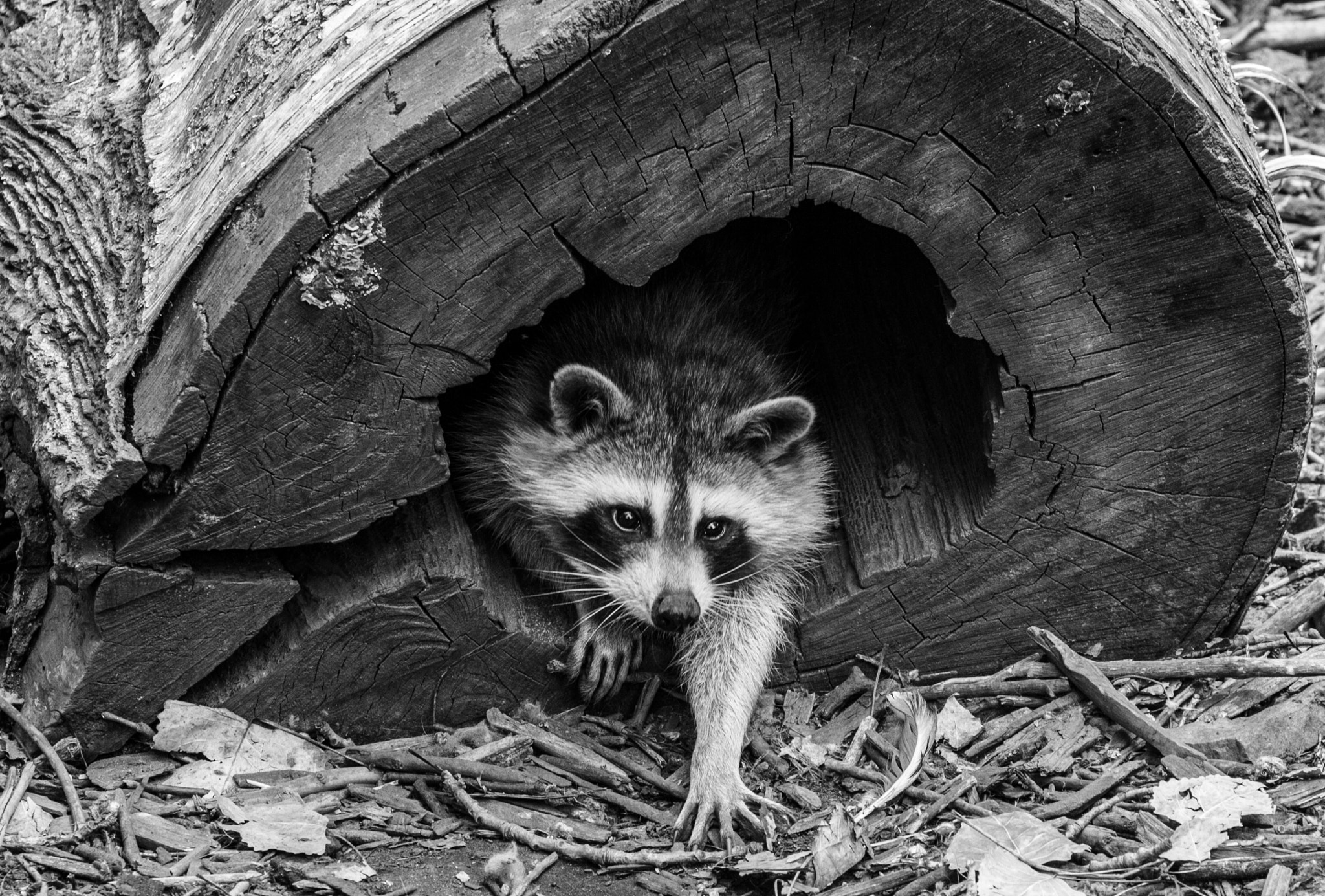 Canon EF 70-300mm F4-5.6L IS USM sample photo. Peek a boo raccoon photography