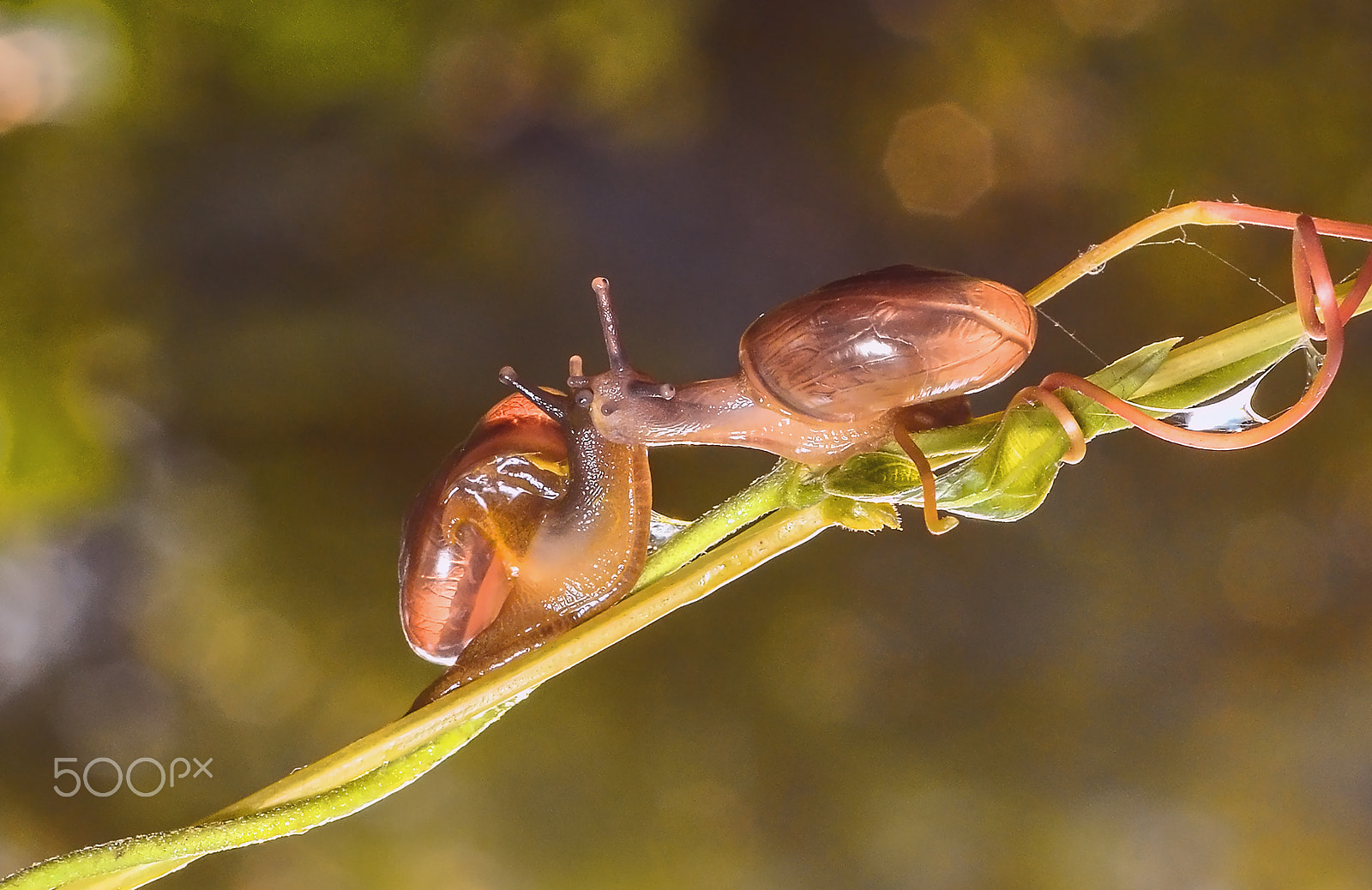 Nikon D7100 sample photo. Romance of snails couple <3 photography