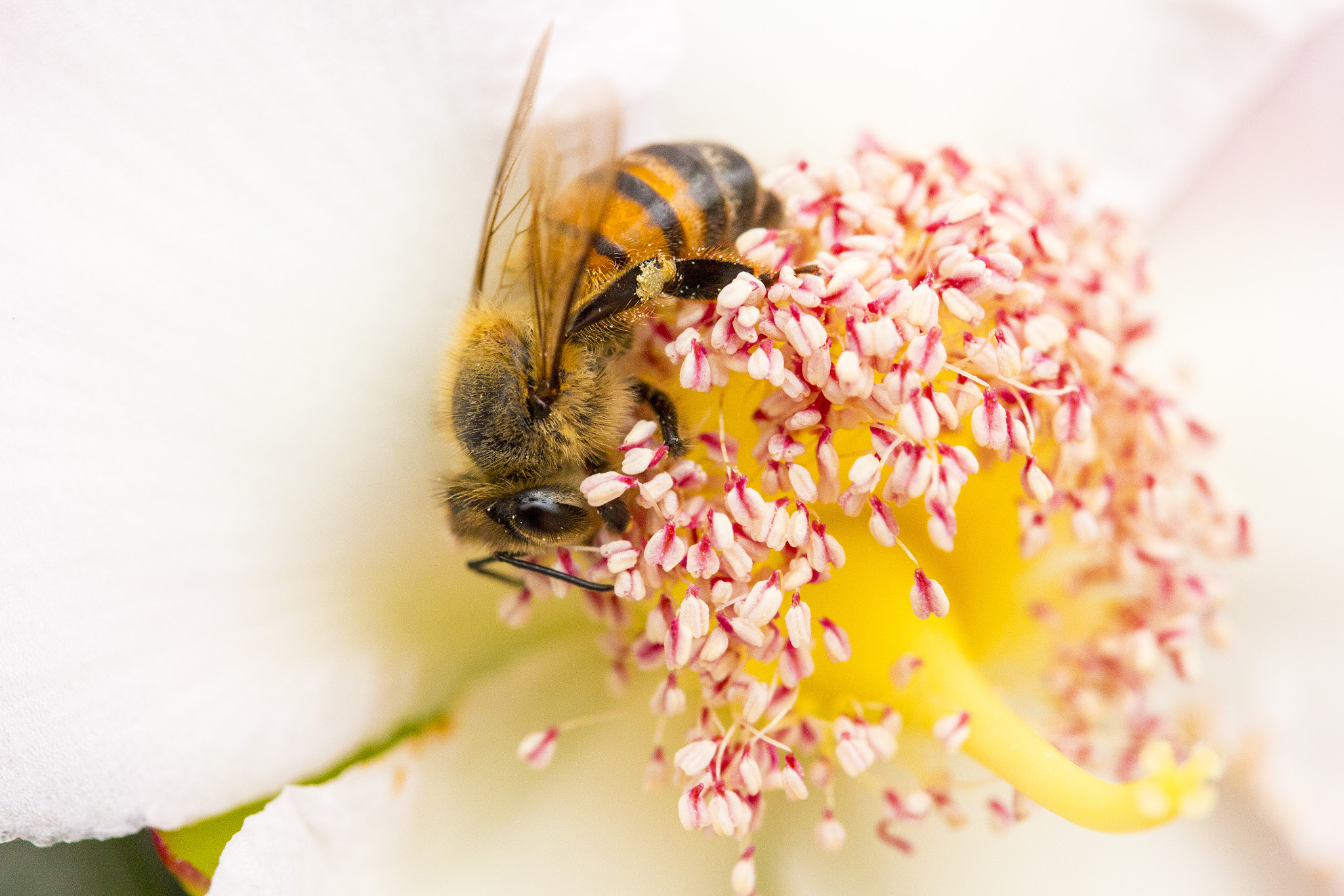 Canon EF-S 60mm F2.8 Macro USM sample photo. Bee photography
