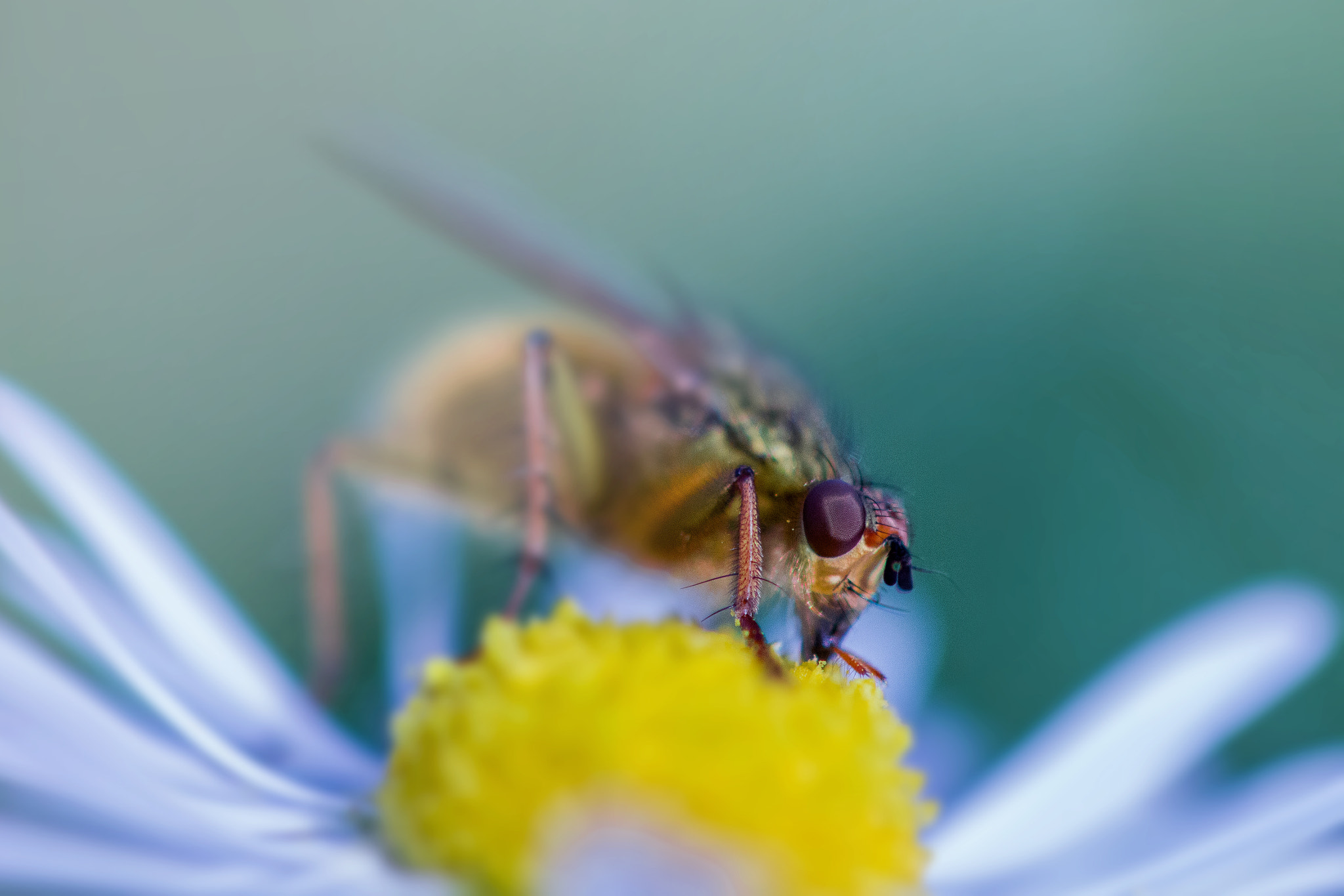 Canon EF 100mm F2.8 Macro USM sample photo. The past is present photography