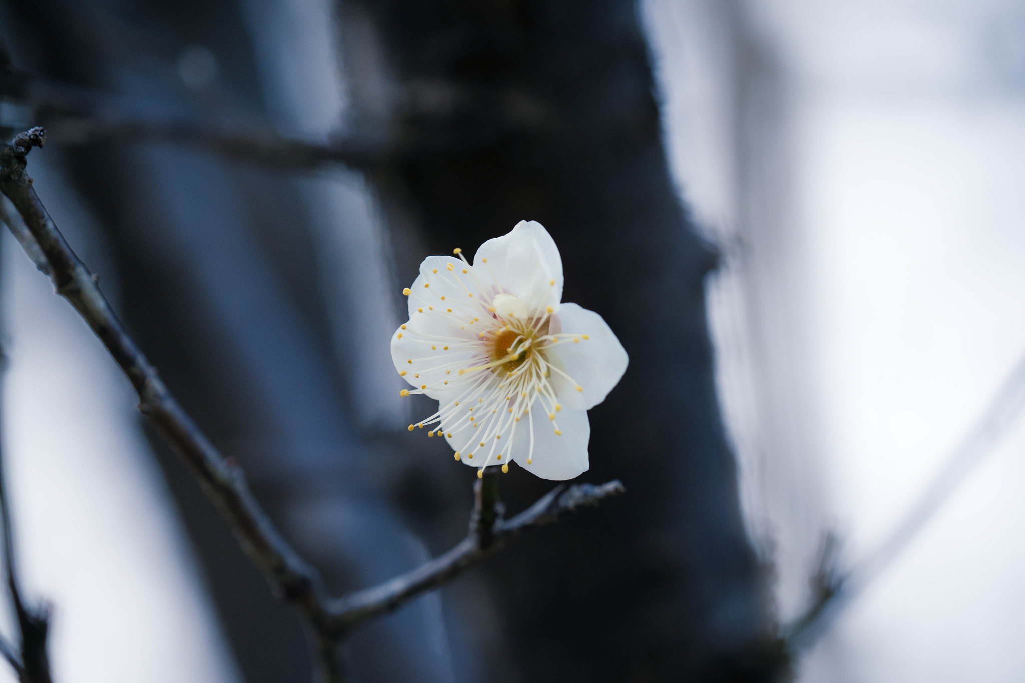 Olympus OM-D E-M1 Mark II + Olympus M.Zuiko Digital ED 40-150mm F2.8 Pro sample photo. Untitled photography