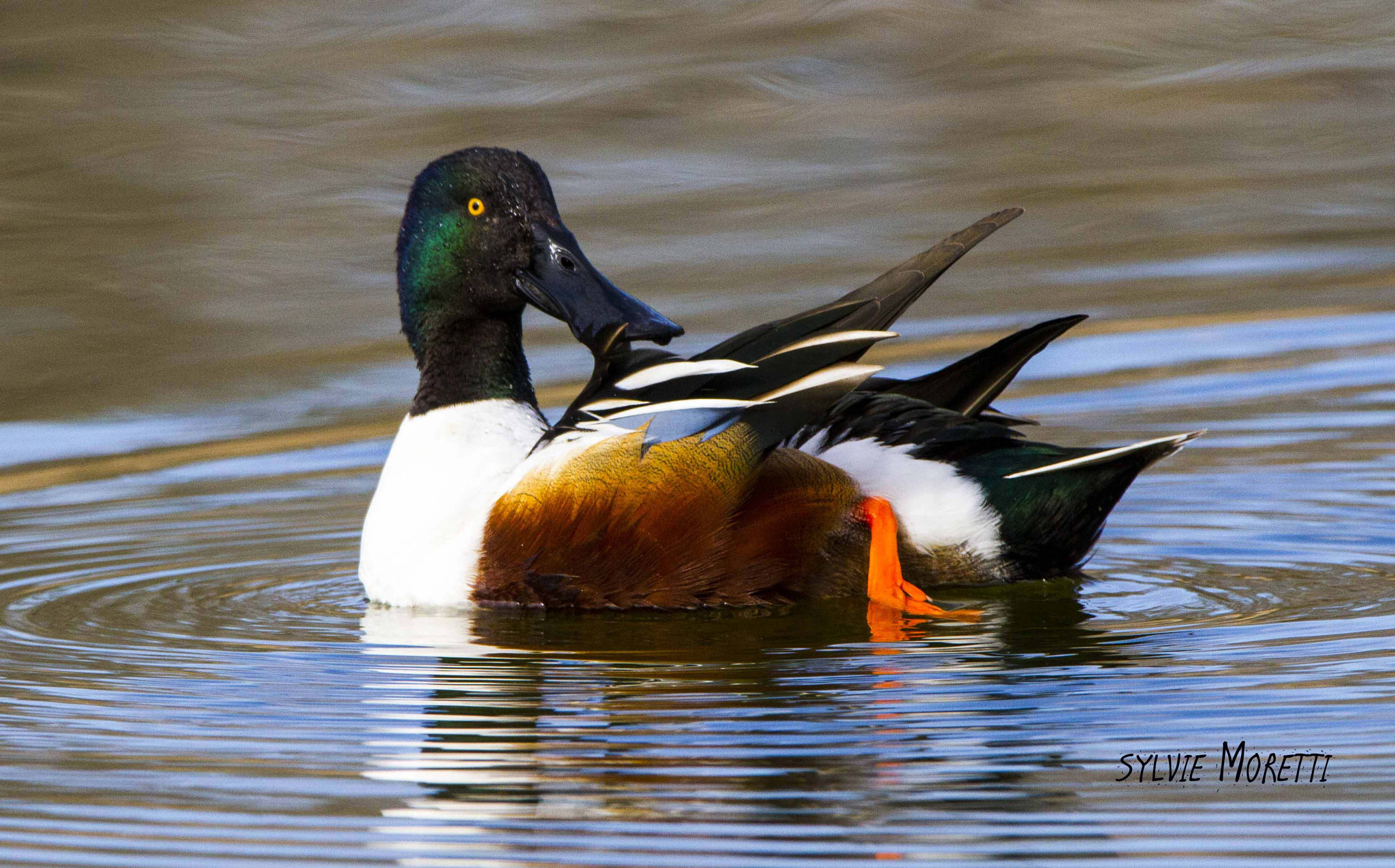 150-600mm F5-6.3 DG OS HSM | Contemporary 015 sample photo. Canard souchet !!! photography